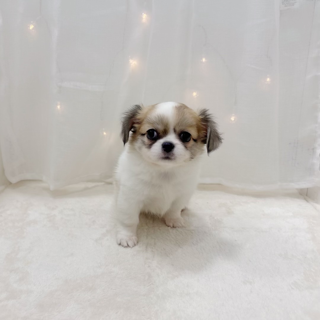 千葉県のチワペキ/ペキチー/ペキチワ(チワワ×ペキニーズ) (犬の家＆猫の里BIGHOPガーデンモール印西店/2025年7月29日生まれ/女の子/ホワイトレッド)の子犬の3枚目の画像