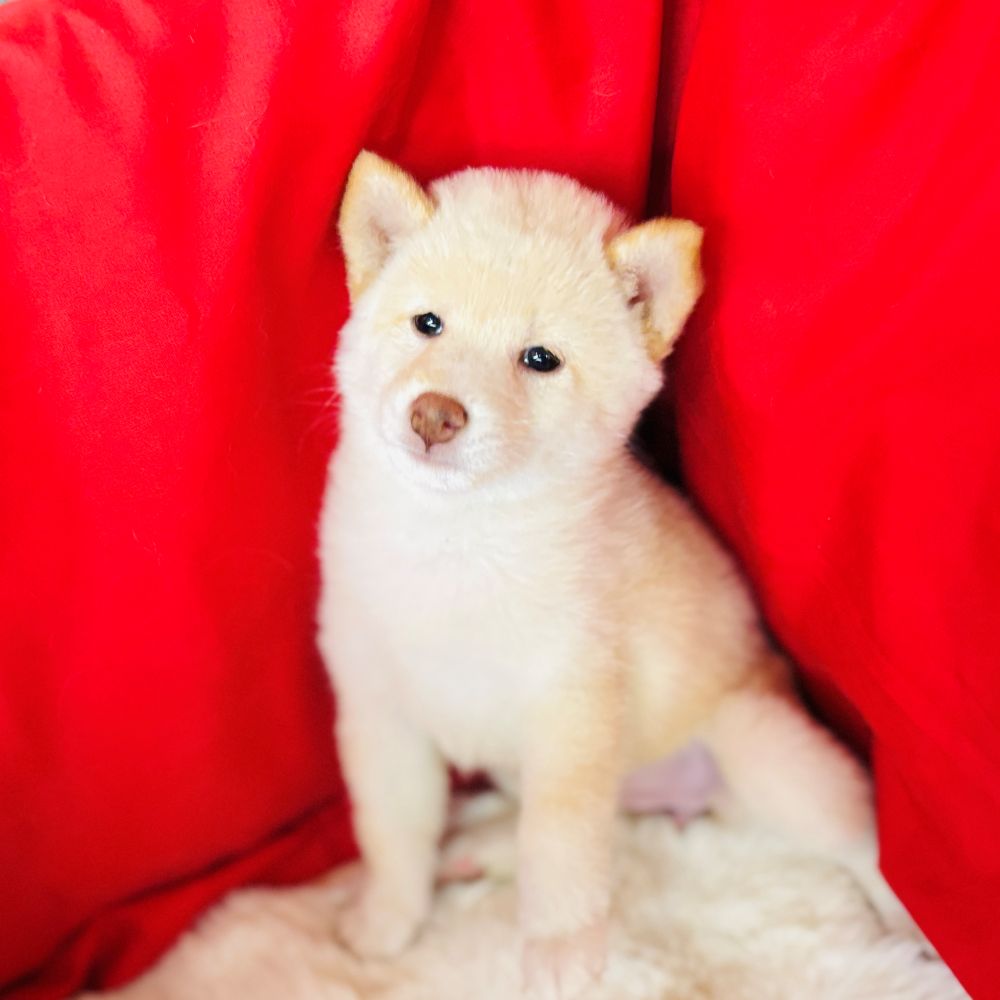 愛知県の柴犬(標準サイズ) (犬の家＆猫の里愛知刈谷店/2025年7月29日生まれ/女の子/白)の子犬の3枚目の画像