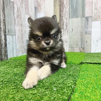 静岡県のチワワ(ロング) (犬の家＆猫の里マークイズ静岡店/2025年7月27日生まれ/男の子/ブラックタンホワイト)の子犬の3枚目の画像