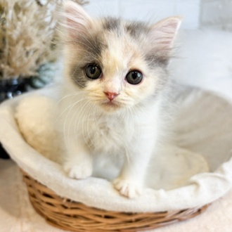 東京都のスコティッシュフォールド (犬の家＆猫の里新宿店/2025年7月29日生まれ/女の子/ダイリュートキャリコ)の子猫の1枚目の画像