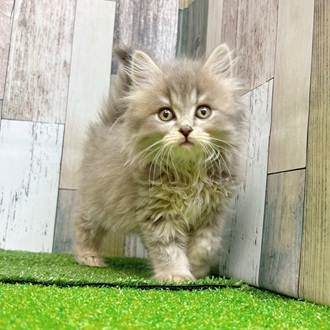 静岡県のマンチカン (犬の家＆猫の里マークイズ静岡店/2025年7月21日生まれ/女の子/ブルータビー)の子猫の3枚目の画像