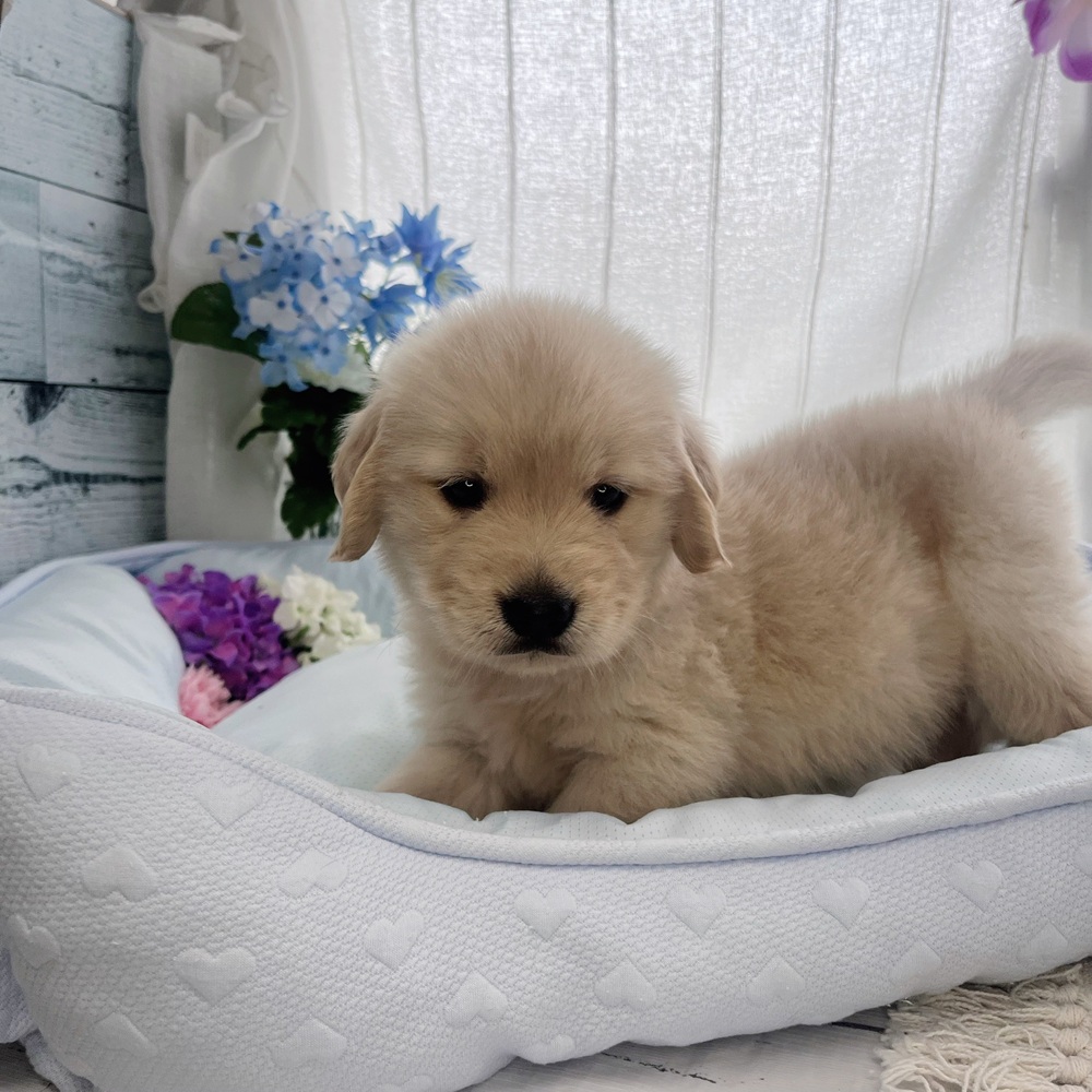 長野県のゴールデンレトリバー (犬の家＆猫の里塩尻店/2025年7月28日生まれ/女の子/ゴールデン)の子犬の3枚目の画像
