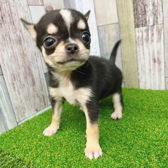 静岡県のチワワ(スムース) (犬の家＆猫の里マークイズ静岡店/2025年7月25日生まれ/女の子/ブラックタンホワイト)の子犬の3枚目の画像