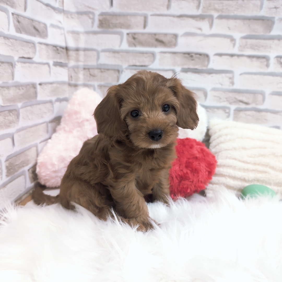 神奈川県のキャバプー(キャバリア×プードル) (犬の家＆猫の里モザイクモール港北店/2025年7月29日生まれ/女の子/レッド)の子犬の3枚目の画像