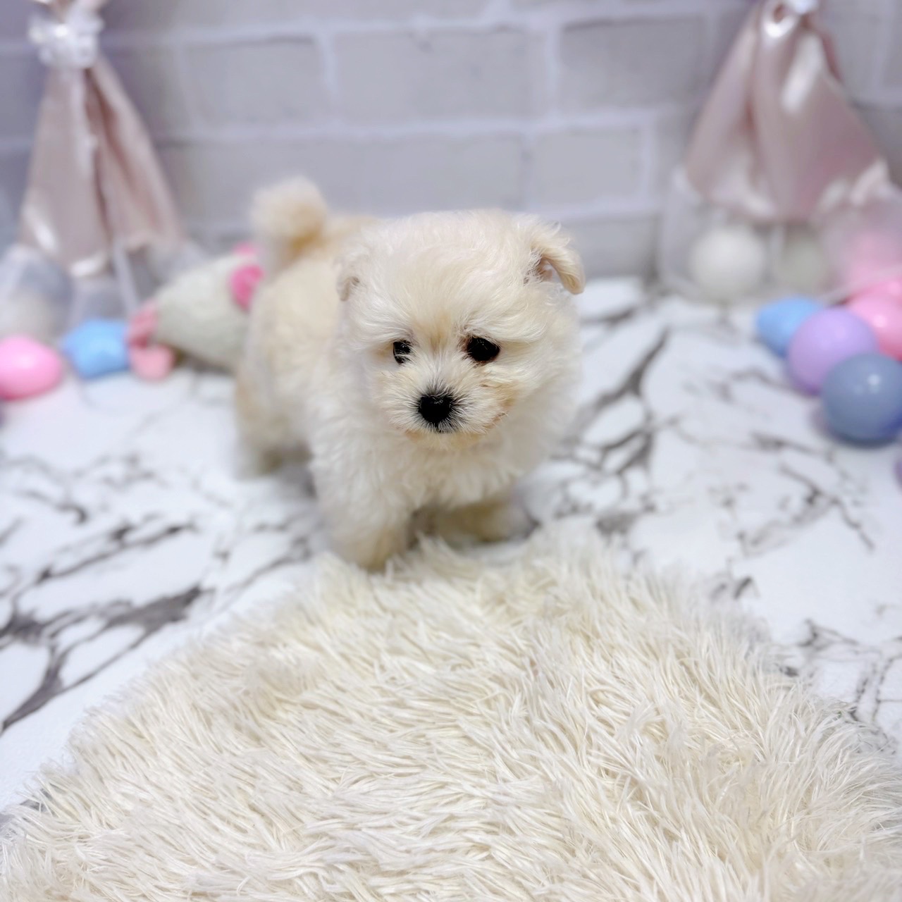 愛知県のポメプー(ポメラニアン×プードル) (犬の家＆猫の里岡崎店/2025年7月28日生まれ/男の子/クリーム)の子犬の3枚目の画像