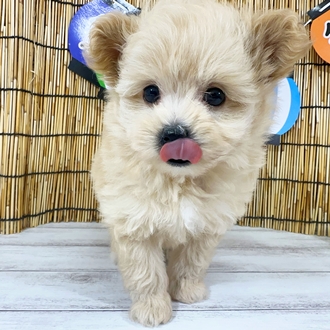 神奈川県のポメプー(ポメラニアン×プードル) (犬の家＆猫の里小田原店/2025年7月28日生まれ/男の子/アプリコット)の子犬の3枚目の画像