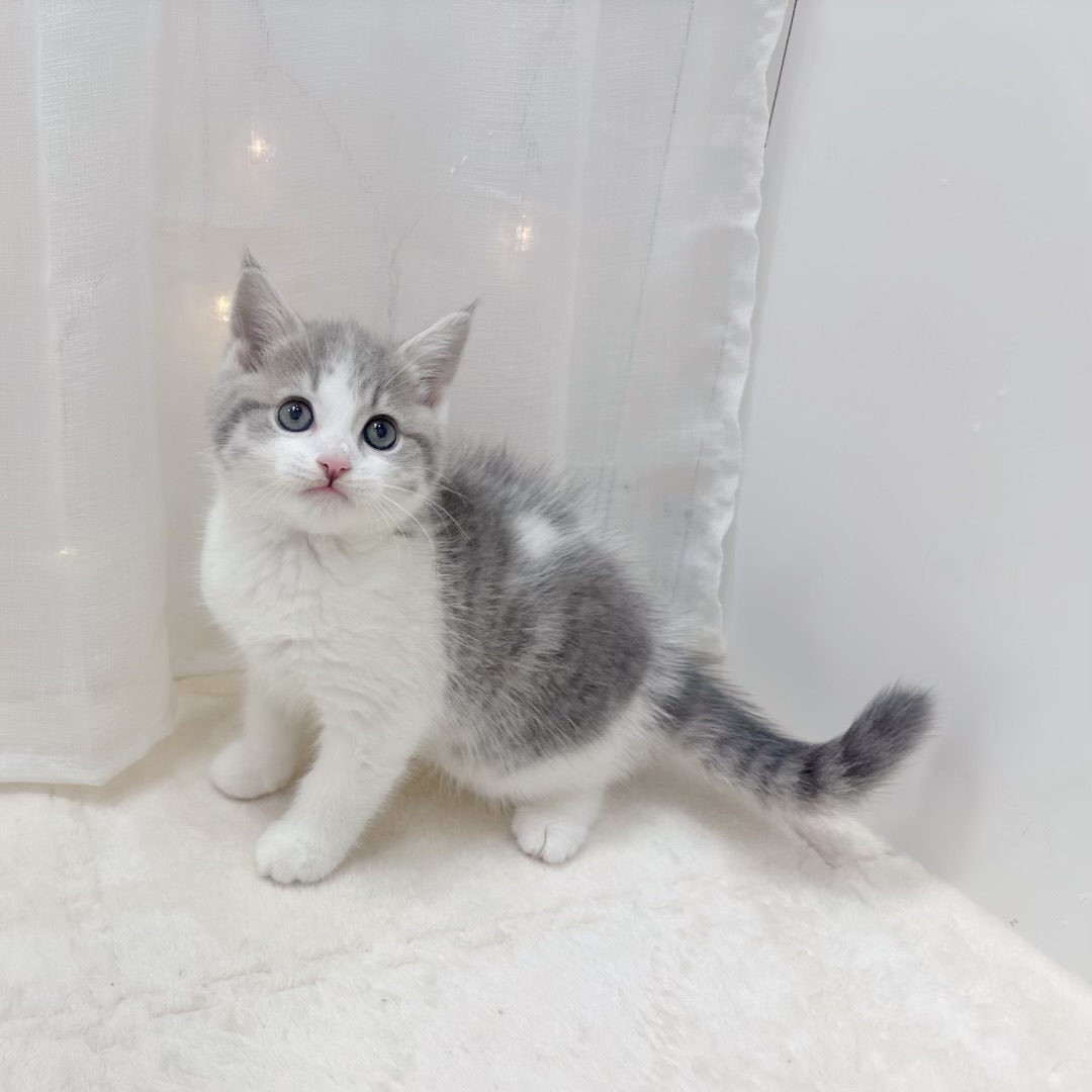 千葉県のマンチカン (犬の家＆猫の里BIGHOPガーデンモール印西店/2025年7月29日生まれ/男の子/ブルータビーホワイト)の子猫の3枚目の画像