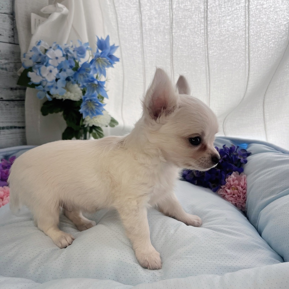 長野県のチワワ(ロング) (犬の家＆猫の里塩尻店/2025年7月29日生まれ/男の子/クリーム)の子犬の3枚目の画像