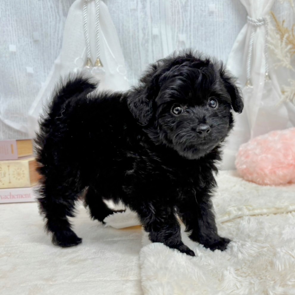 神奈川県のポメプー(ポメラニアン×プードル) (犬の家＆猫の里相模原店/2025年7月26日生まれ/男の子/ブラック)の子犬の3枚目の画像