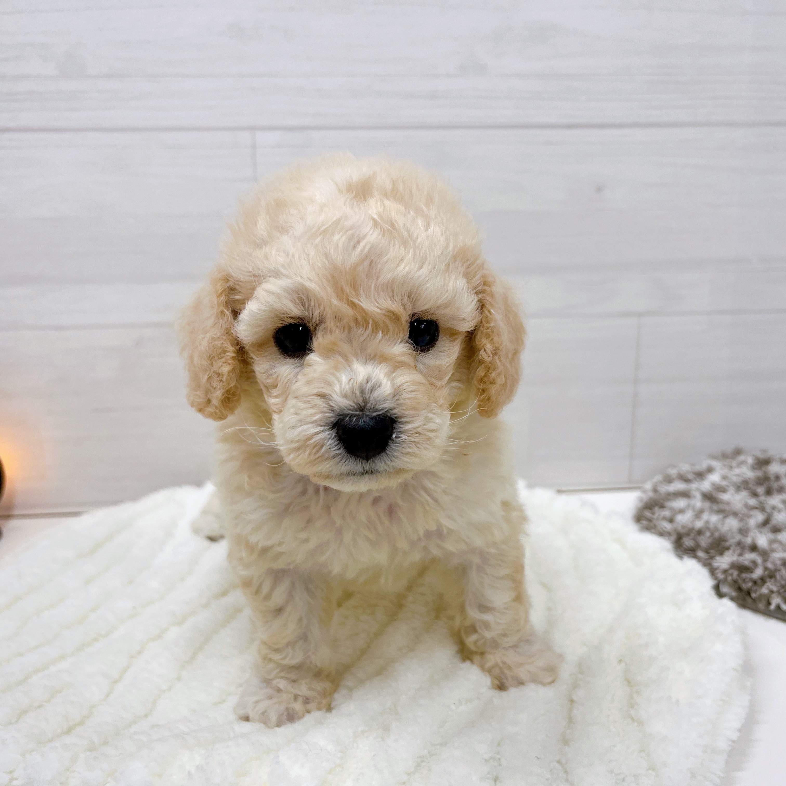 石川県のビションプー(ビションフリーゼ×プードル) (犬の家＆猫の里アミーゴ金沢おこばた店/2025年7月29日生まれ/男の子/クリーム)の子犬の3枚目の画像