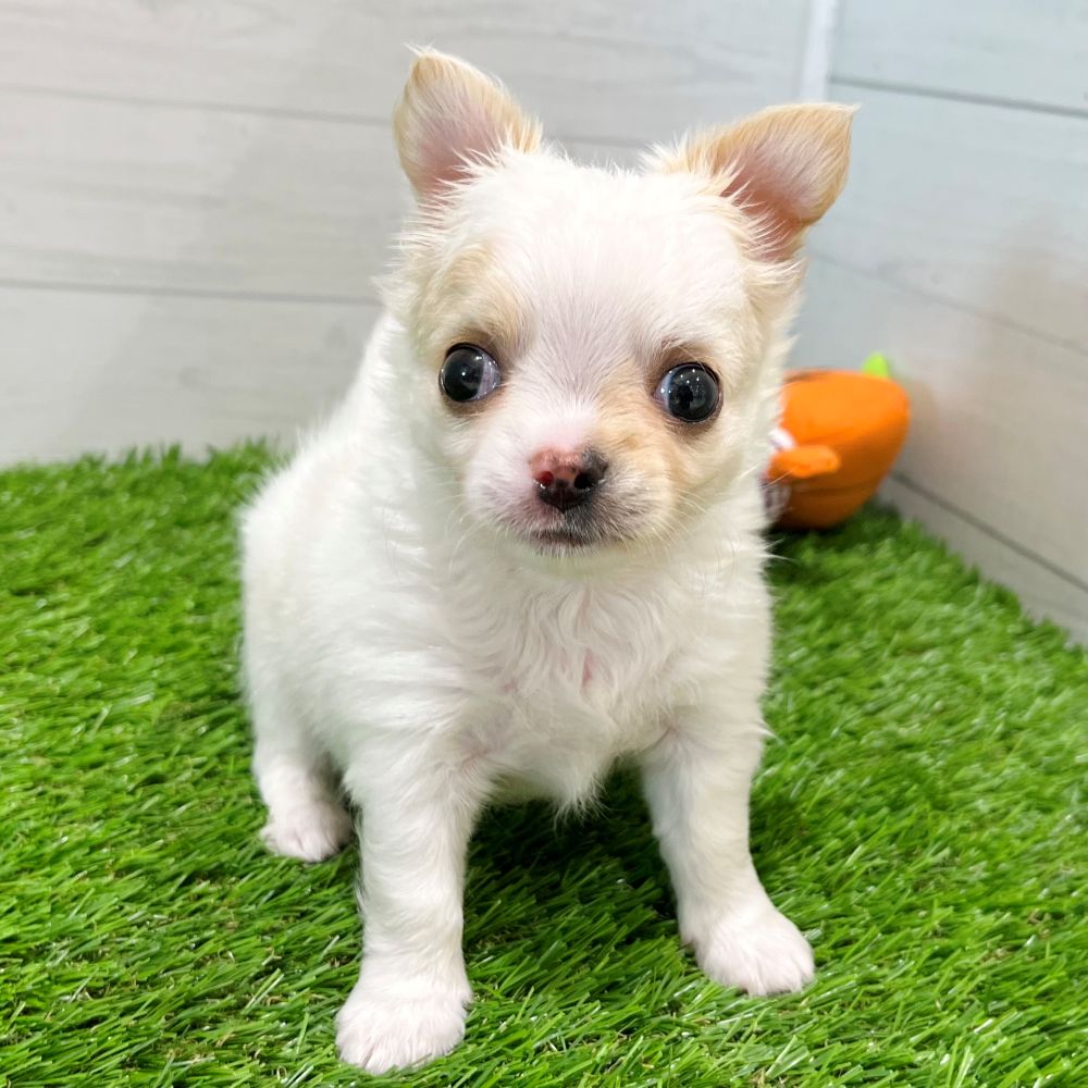 愛知県のチワワ(ロング) (犬の家＆猫の里豊田店/2025年7月29日生まれ/男の子/クリームホワイト)の子犬の3枚目の画像