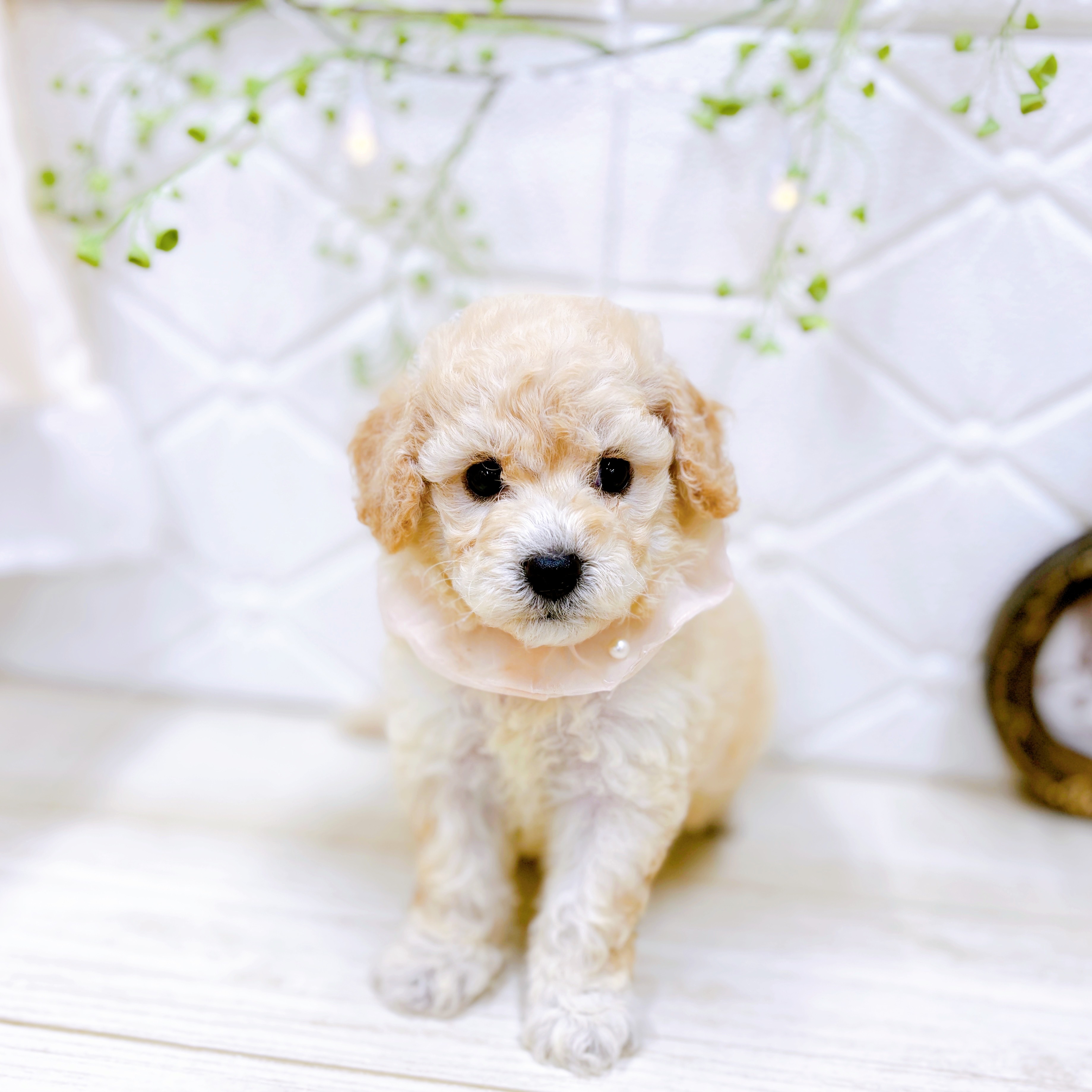 福井県のビションプー(ビションフリーゼ×プードル) (犬の家＆猫の里アミーゴ福井店/2025年7月29日生まれ/女の子/クリーム)の子犬の3枚目の画像