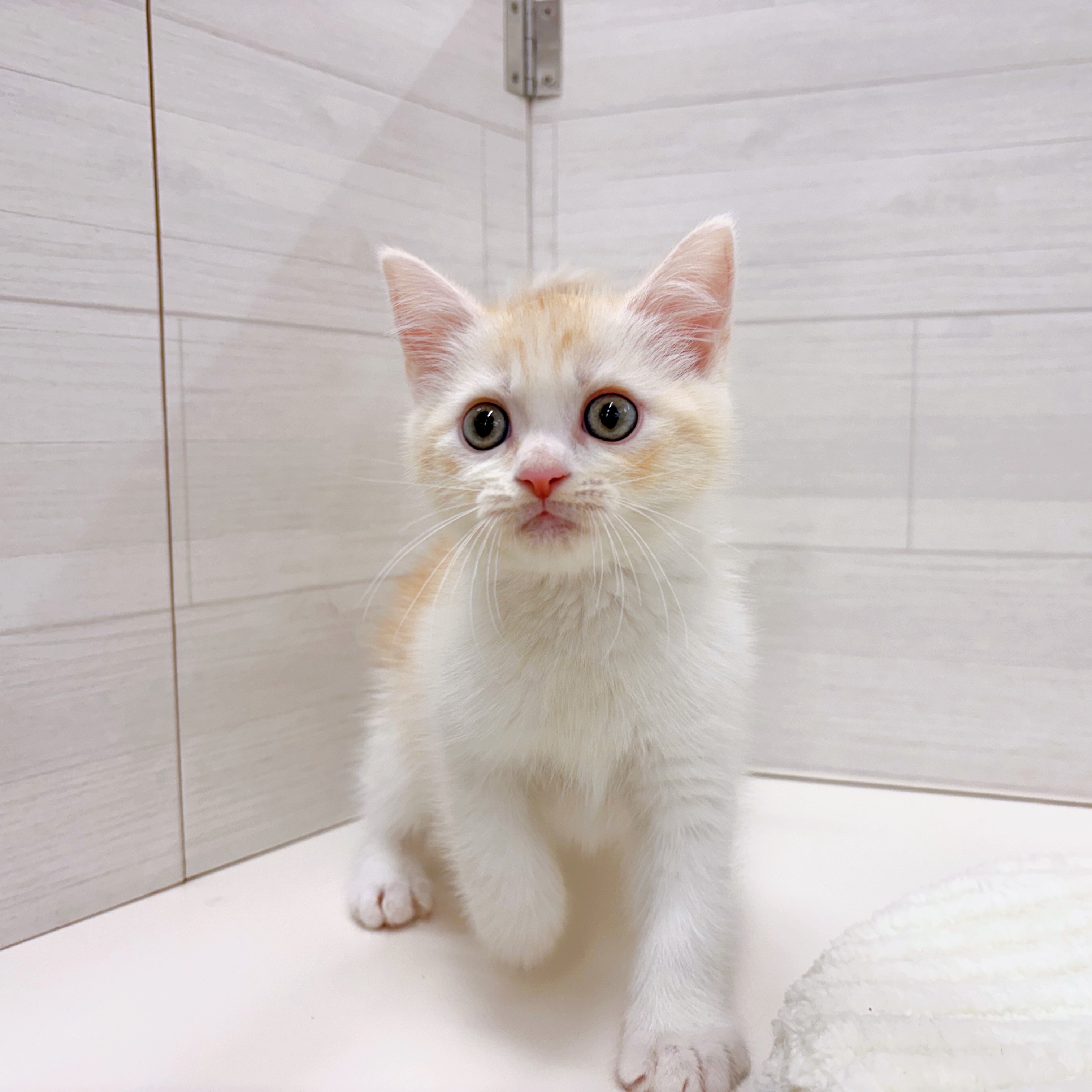 石川県のミヌエット (犬の家＆猫の里アミーゴ金沢おこばた店/2025年7月29日生まれ/男の子/クリームタビーホワイト)の子猫の3枚目の画像