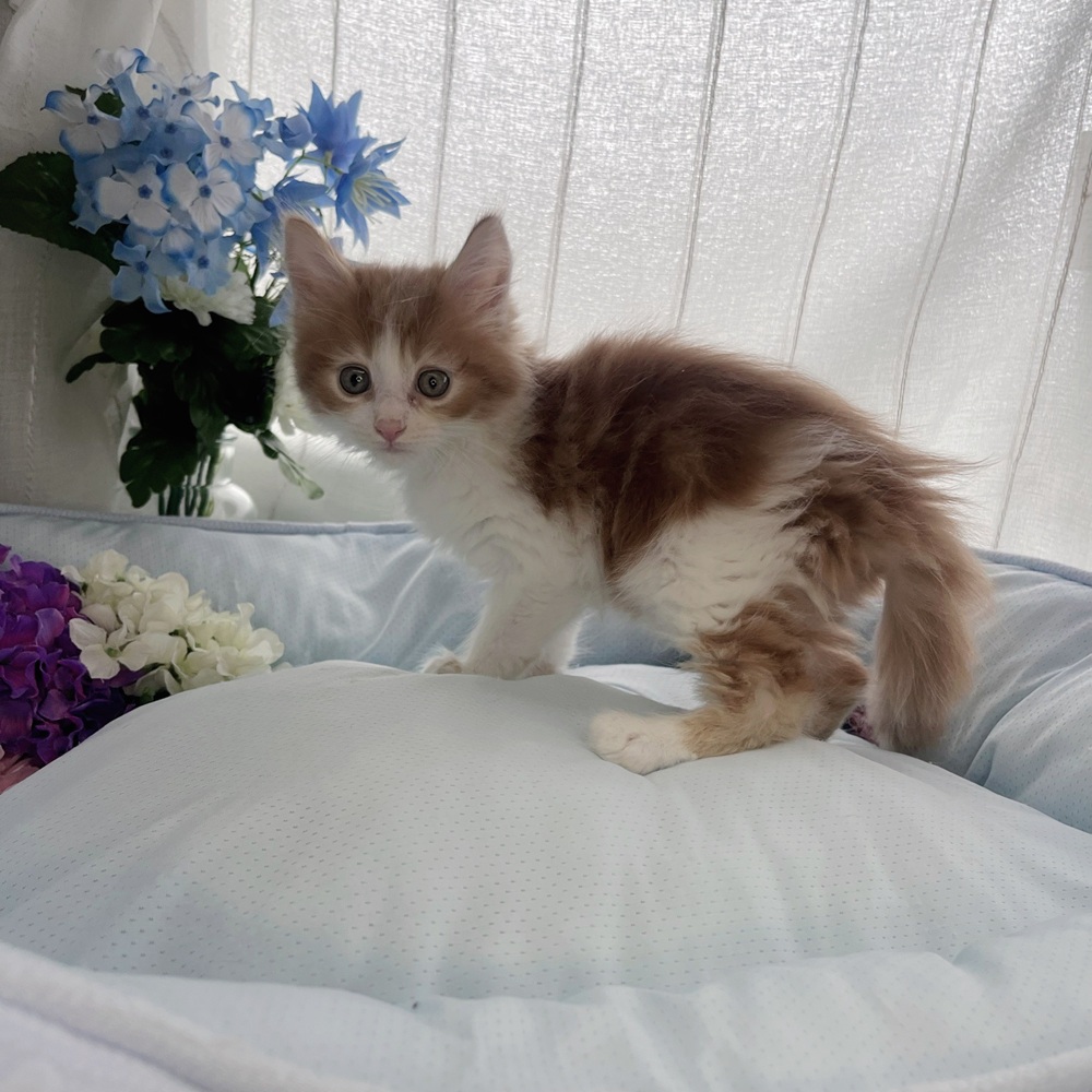 長野県のメインクーン (犬の家＆猫の里塩尻店/2025年7月28日生まれ/男の子/レッドタビーホワイト)の子猫の3枚目の画像