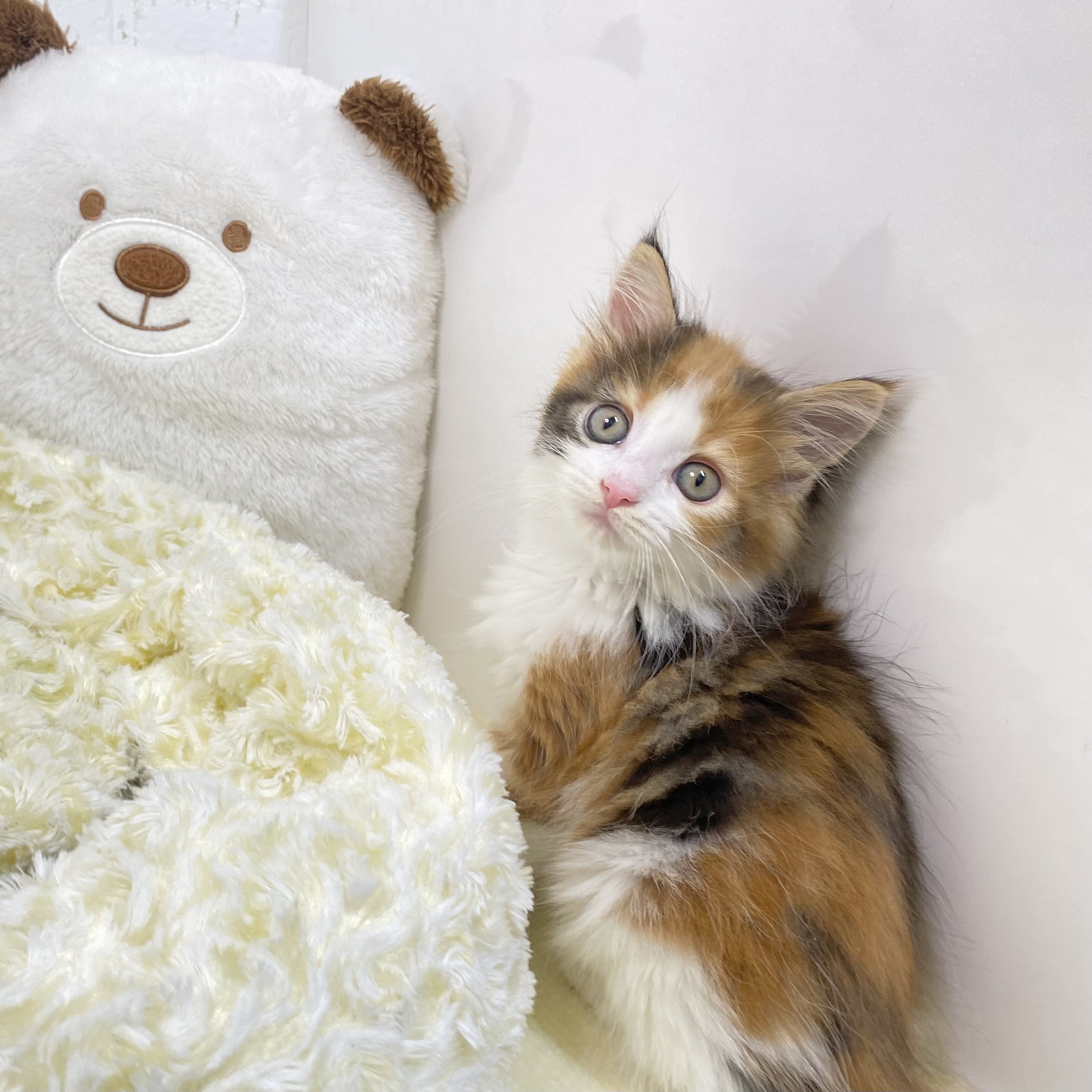 長野県のメインクーン (犬の家＆猫の里長野店/2025年7月28日生まれ/女の子/キャリコ)の子猫の3枚目の画像