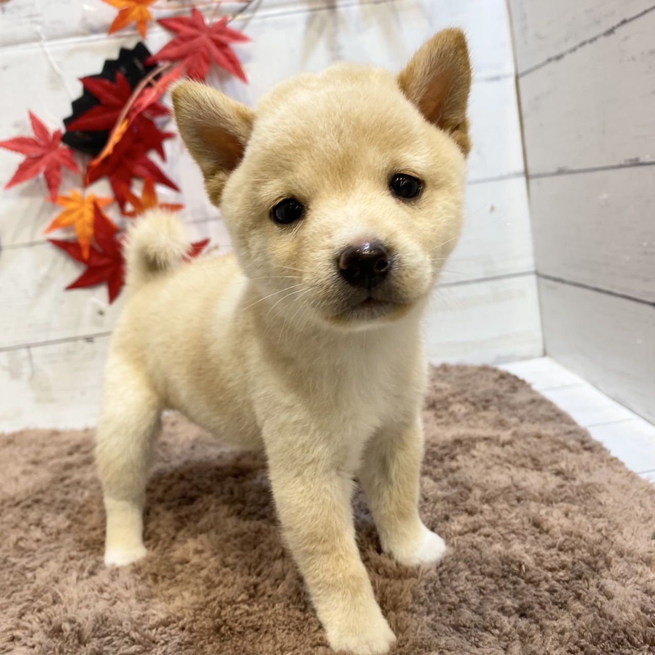 長野県の豆柴 (犬の家＆猫の里カインズ梓川店/2025年7月28日生まれ/男の子/白)の子犬の3枚目の画像