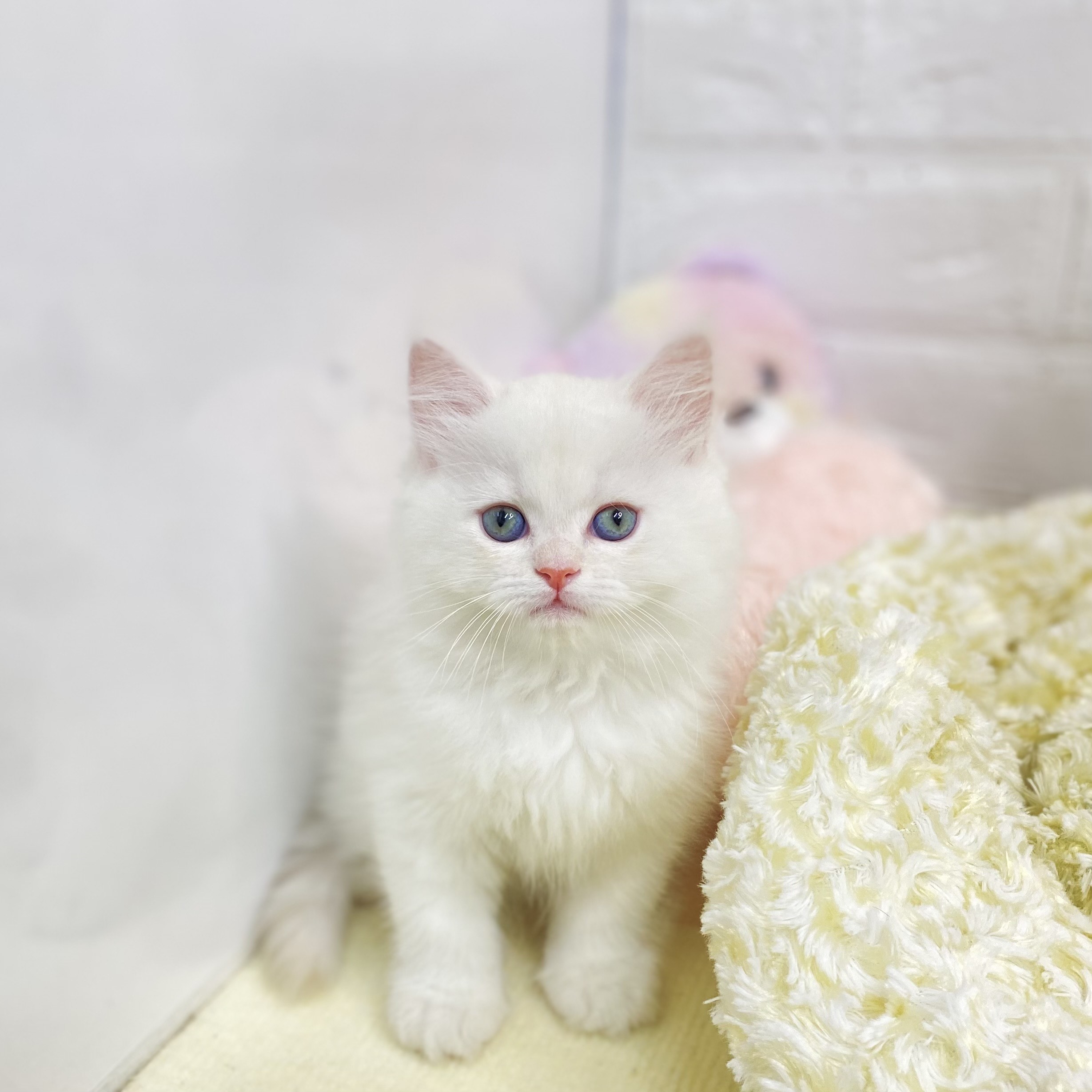 長野県のミヌエット (犬の家＆猫の里長野店/2025年7月28日生まれ/男の子/カメオタビーホワイト)の子猫の1枚目の画像