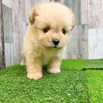静岡県のポメプー(ポメラニアン×プードル) (犬の家＆猫の里マークイズ静岡店/2025年7月29日生まれ/男の子/クリーム)の子犬の3枚目の画像
