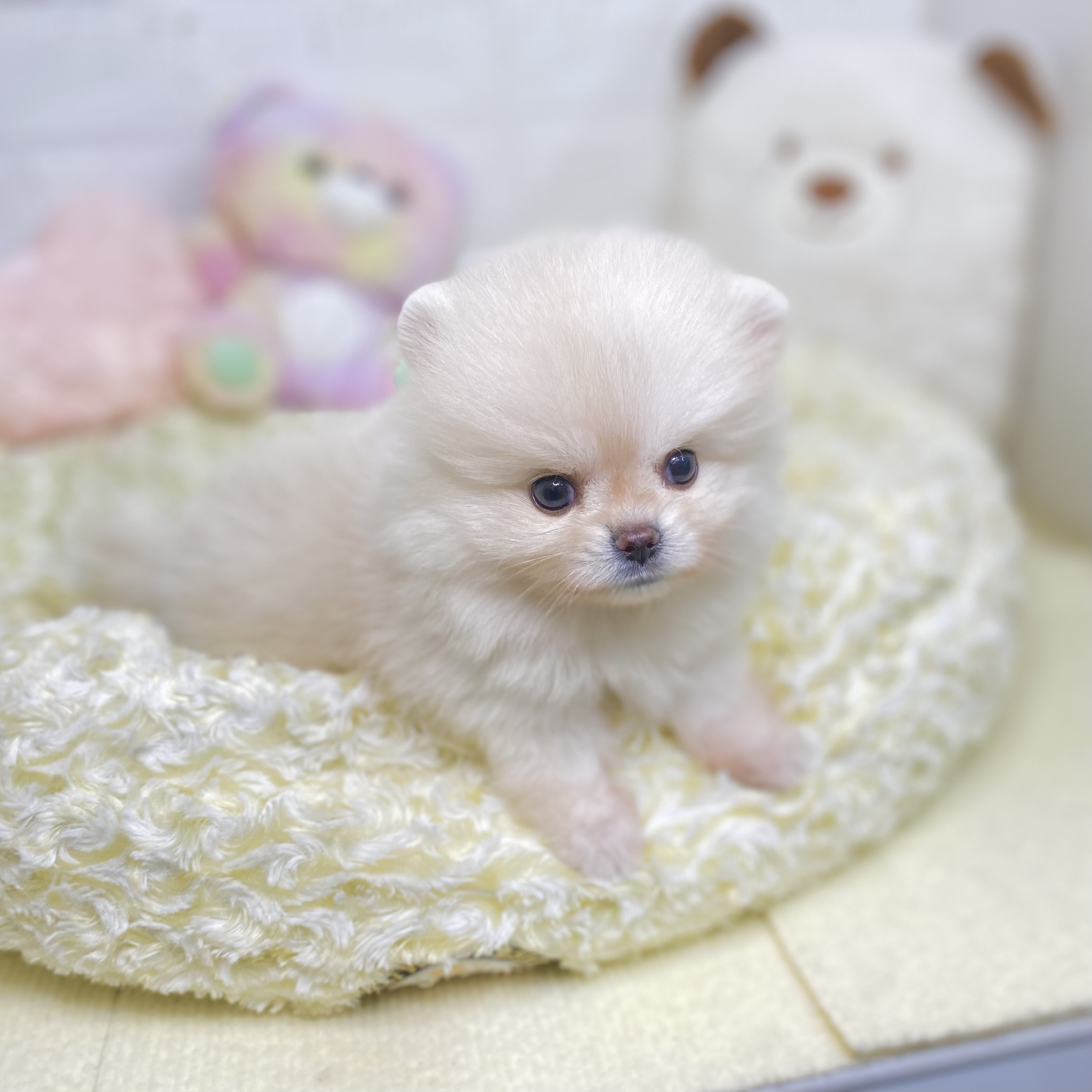 長野県のポメラニアン (犬の家＆猫の里長野店/2025年7月27日生まれ/女の子/クリーム)の子犬の3枚目の画像