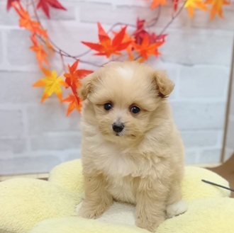 静岡県のポメプー(ポメラニアン×プードル) (犬の家＆猫の里プレ葉ウォーク浜北店/2025年7月26日生まれ/女の子/クリームホワイト)の子犬の3枚目の画像