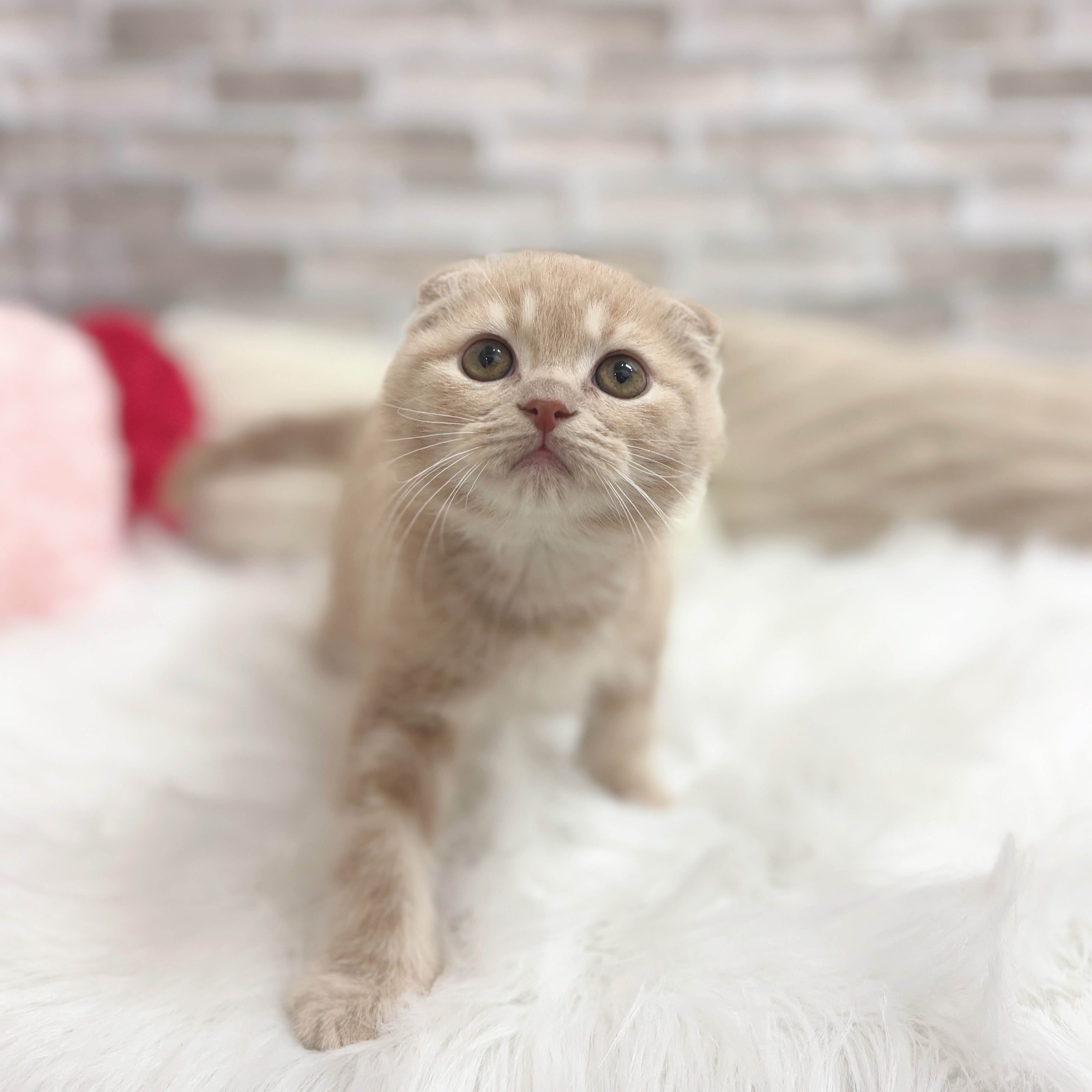 神奈川県のスコティッシュフォールド (犬の家＆猫の里モザイクモール港北店/2025年7月23日生まれ/男の子/クリームタビー)の子猫の3枚目の画像