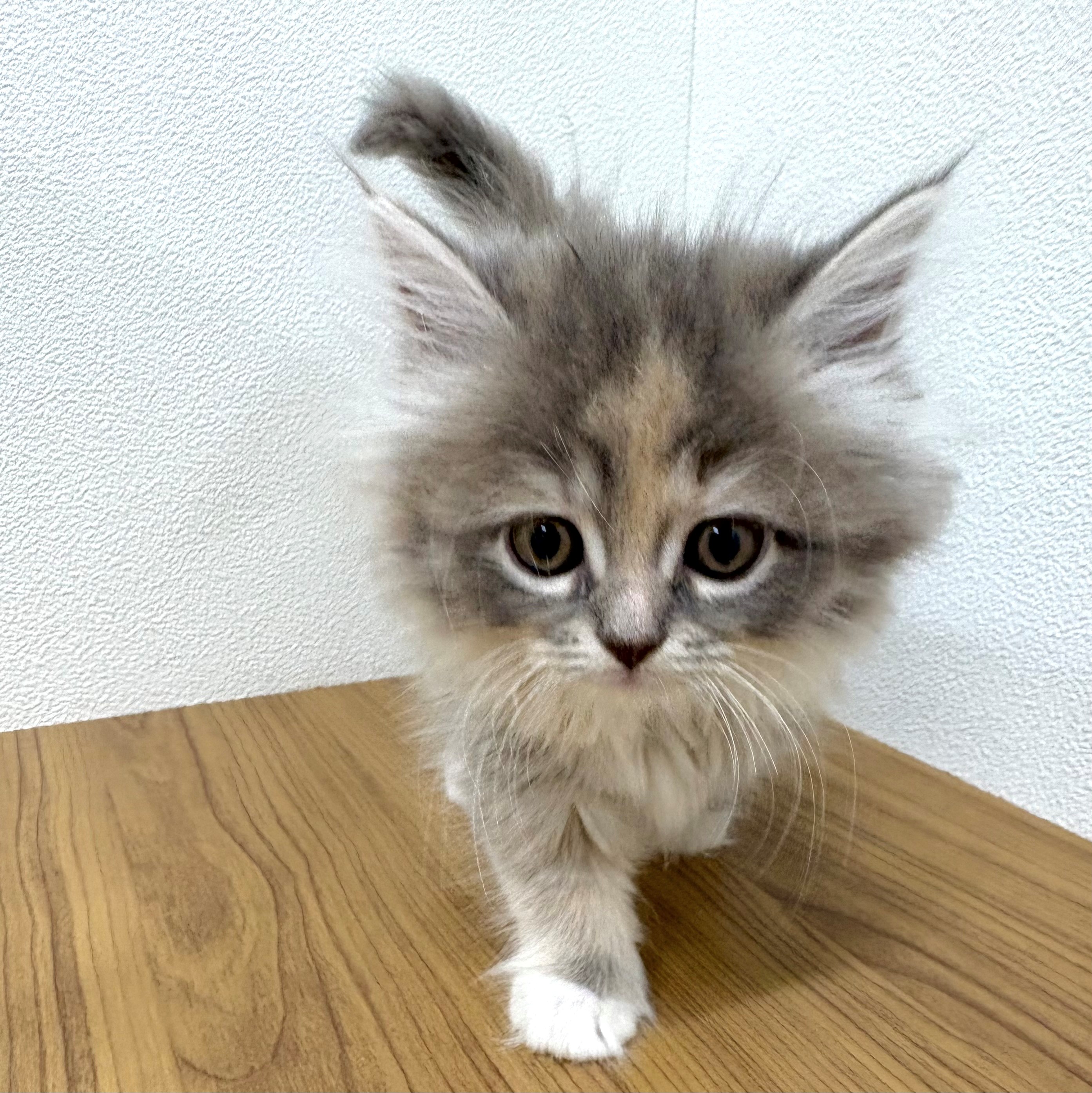 福岡県のサイベリアン (犬の家＆猫の里トリアス久山店/2025年7月24日生まれ/女の子/ブルーパッチドタビーホワイト)の子猫の3枚目の画像