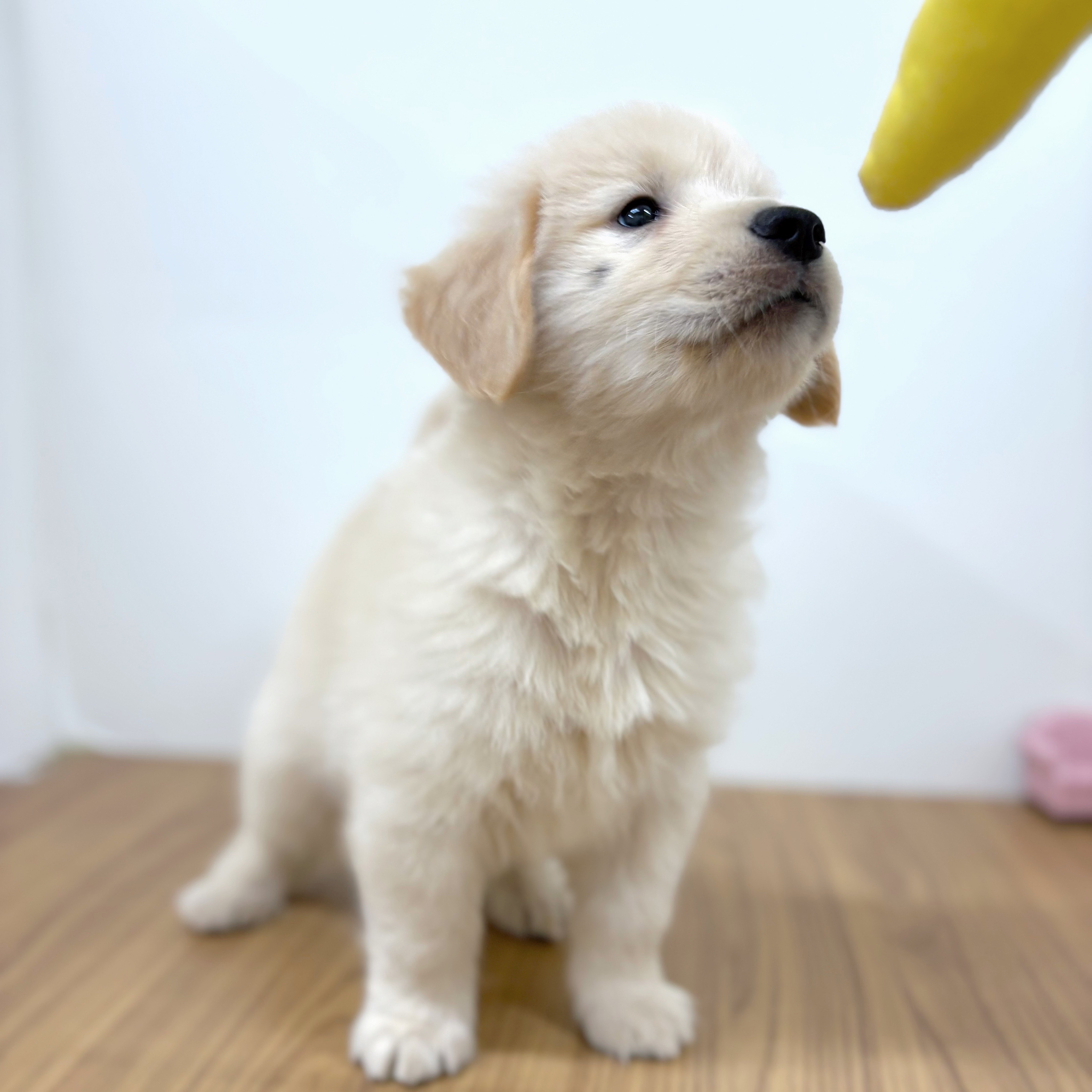 福岡県のゴールデンレトリバー (犬の家＆猫の里トリアス久山店/2025年7月28日生まれ/男の子/ゴールデン)の子犬の3枚目の画像