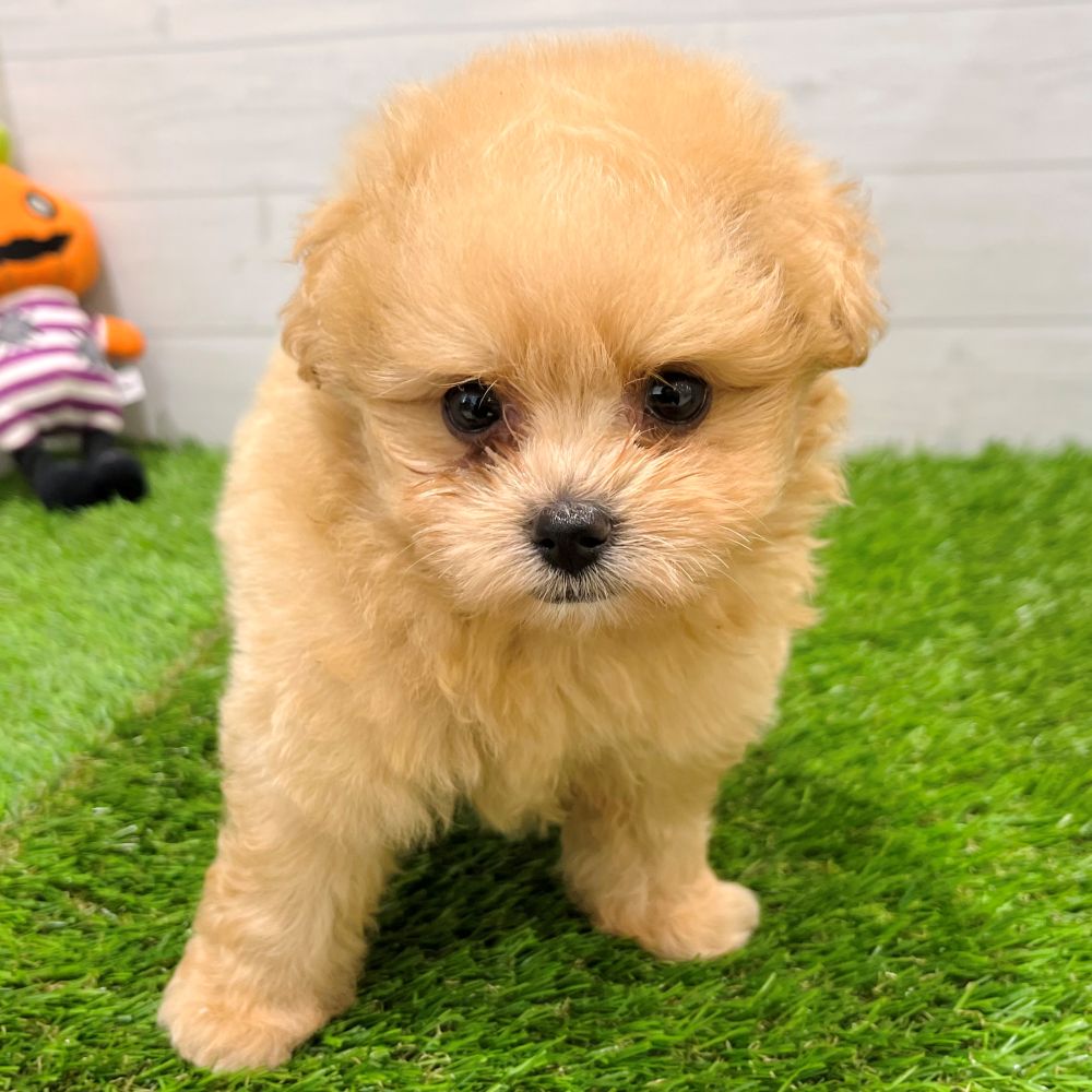 愛知県のポメプー(ポメラニアン×プードル) (犬の家＆猫の里豊田店/2025年7月29日生まれ/女の子/アプリコット)の子犬の3枚目の画像