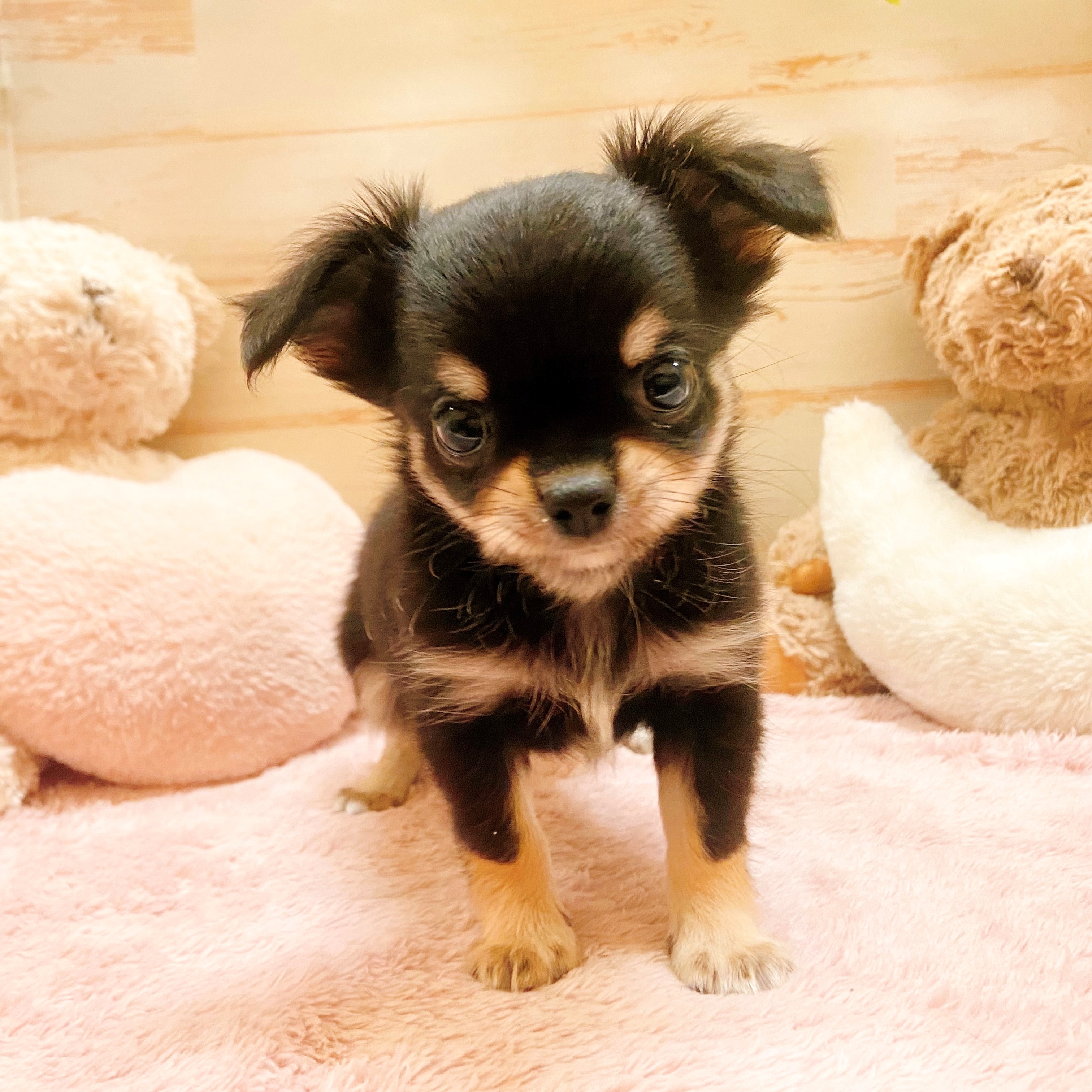 兵庫県のチワックス(チワワ×ダックス) (犬の家＆猫の里神戸店/2025年7月29日生まれ/男の子/ブラッククリーム)の子犬の3枚目の画像