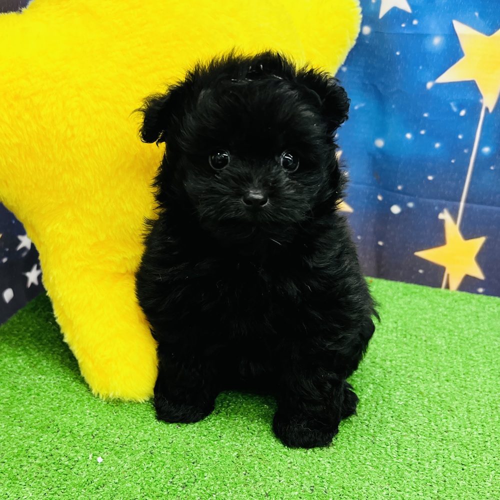愛知県のポメプー(ポメラニアン×プードル) (犬の家＆猫の里名古屋天白店/2025年7月29日生まれ/男の子/ブラック)の子犬の3枚目の画像