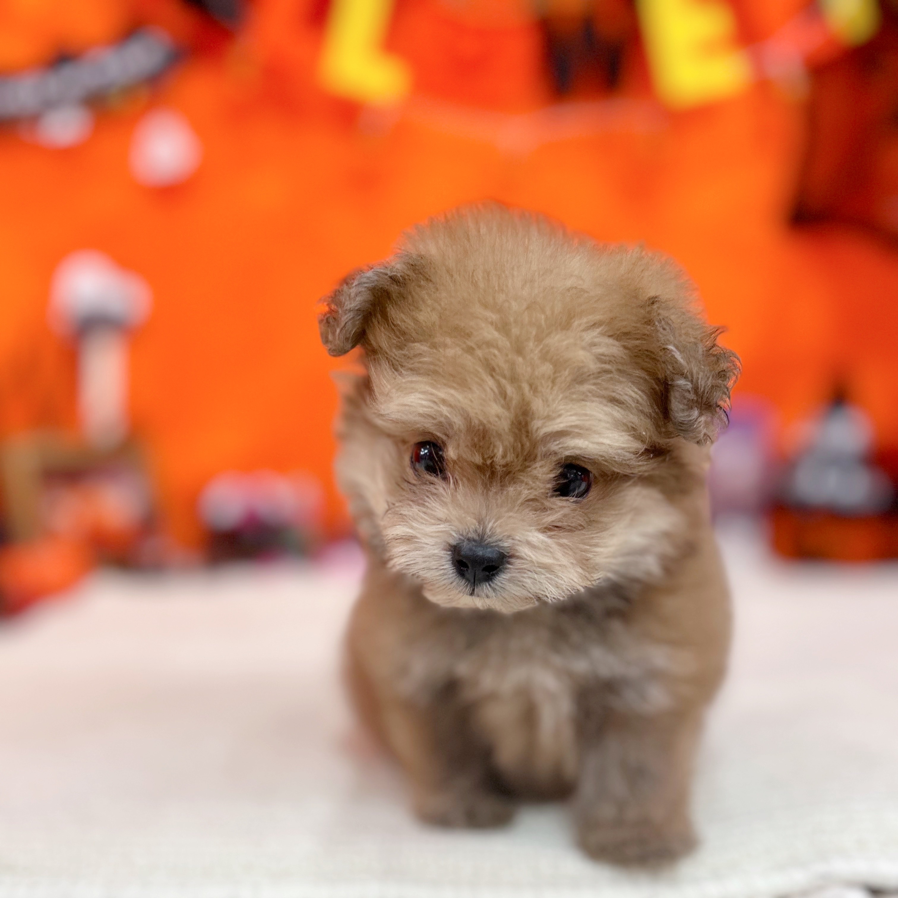 岐阜県のポメプー(ポメラニアン×プードル) (犬の家＆猫の里岐南店/2025年7月29日生まれ/女の子/オレンジ)の子犬の3枚目の画像