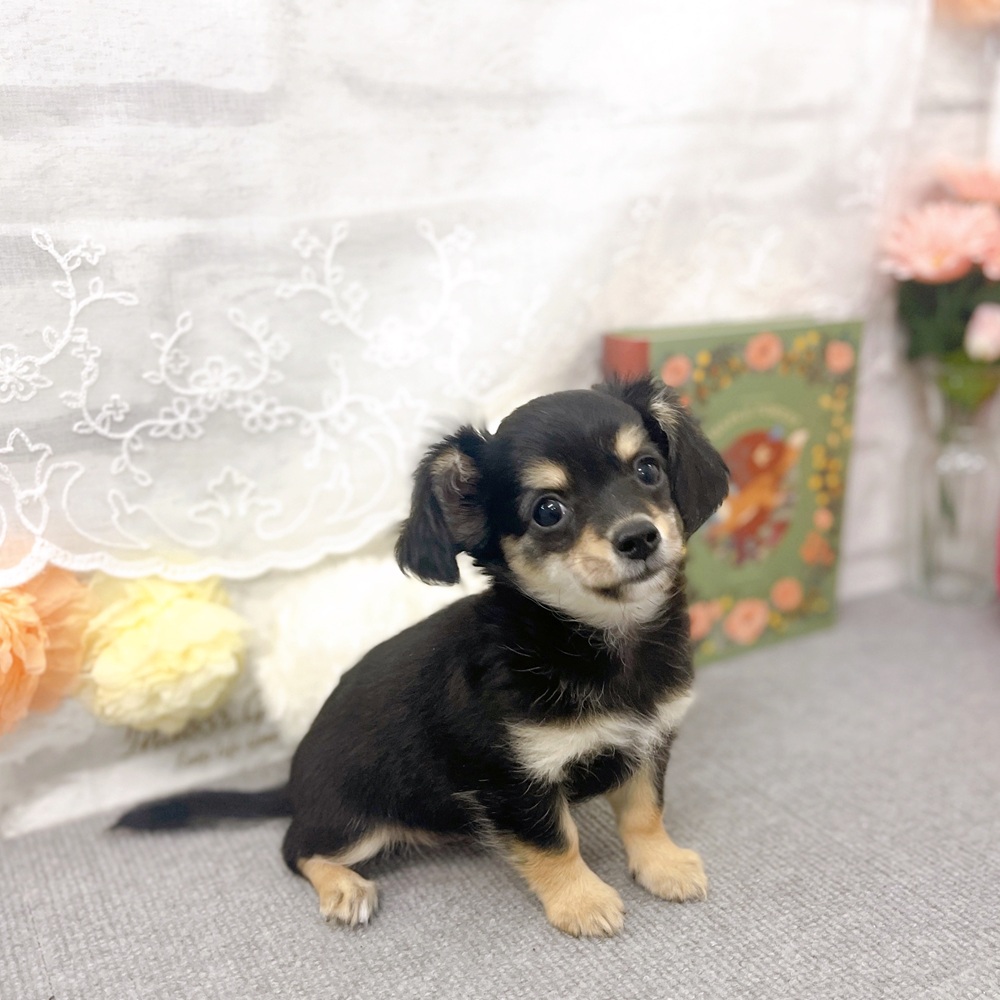 京都府のチワックス(チワワ×ダックス) (犬の家＆猫の里京都樟葉店/2025年7月28日生まれ/女の子/ブラッククリーム)の子犬の3枚目の画像