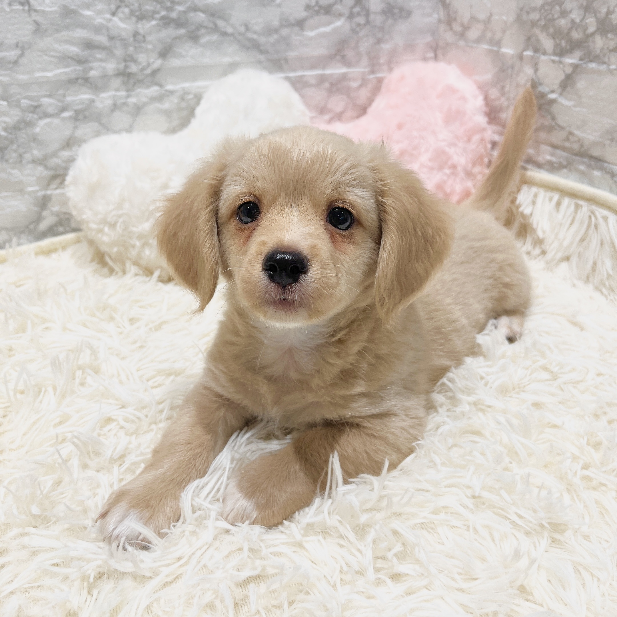愛知県のチワックス(チワワ×ダックス) (犬の家＆猫の里MiO香久山店/2025年7月28日生まれ/男の子/クリーム)の子犬の3枚目の画像