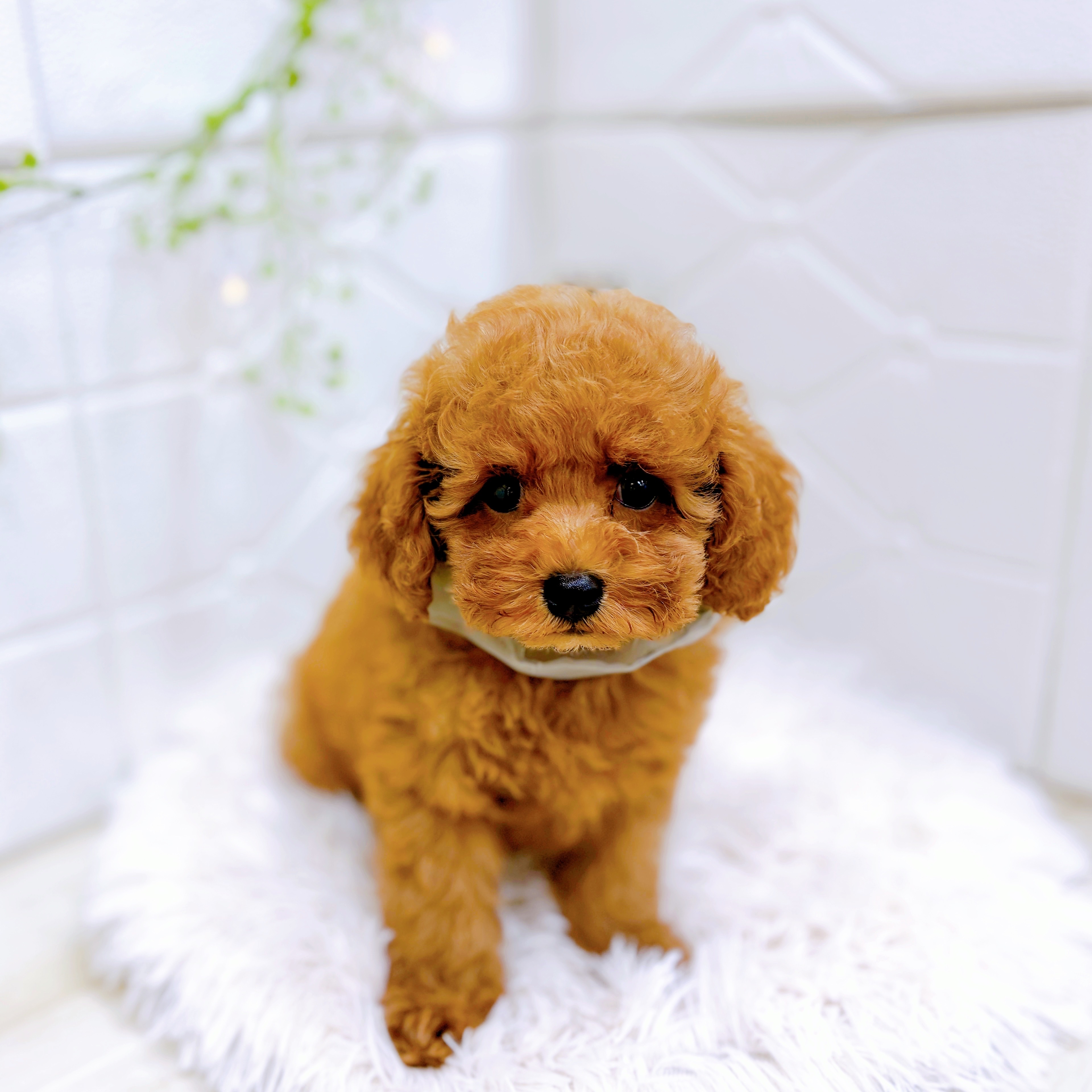 福井県のトイプードル(トイ) (犬の家＆猫の里アミーゴ福井店/2025年7月30日生まれ/男の子/レッドフォーン)の子犬の3枚目の画像