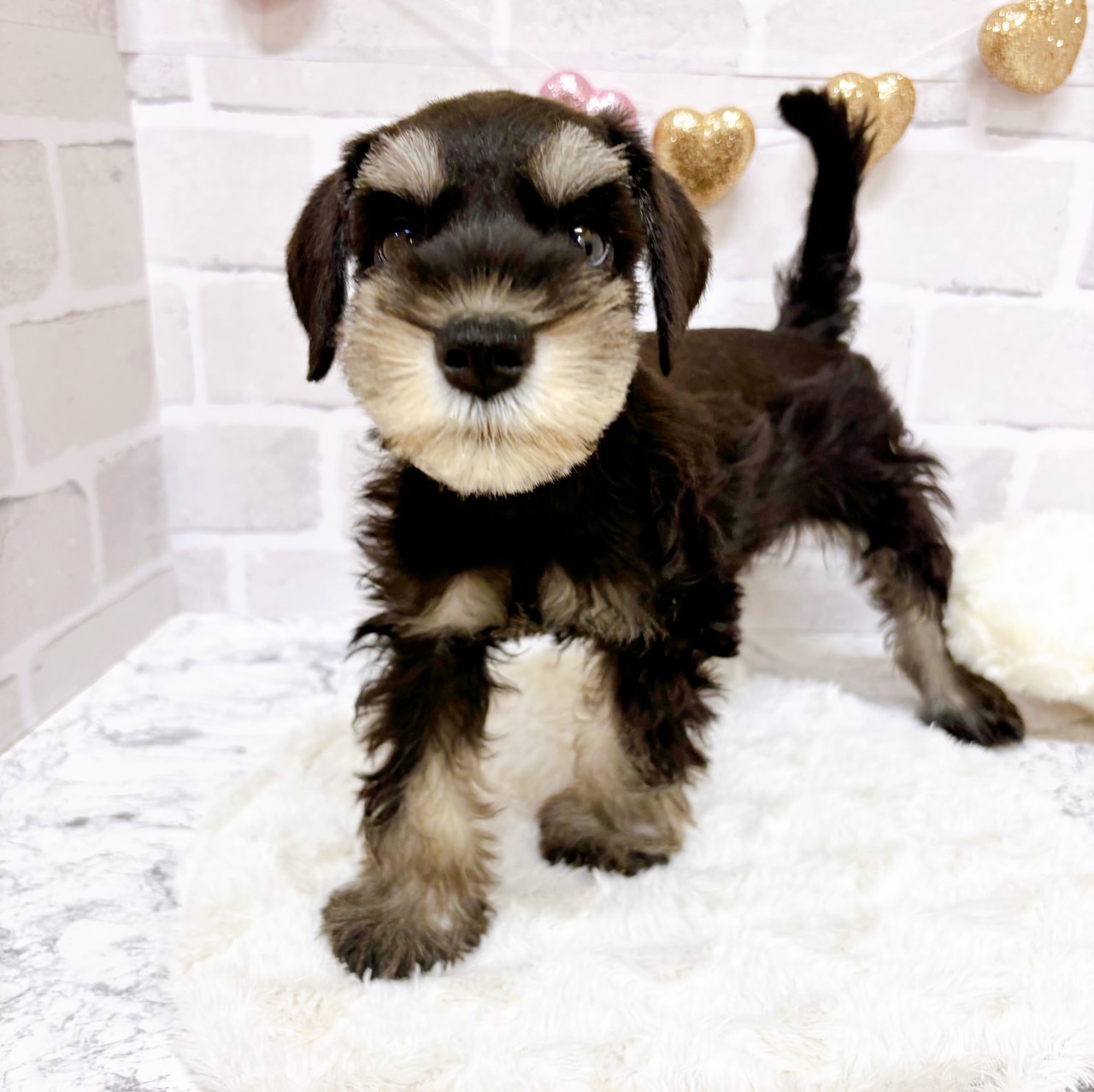 京都府のミニチュアシュナウザー (犬の家＆猫の里京都精華店/2025年7月28日生まれ/女の子/ブラックシルバー)の子犬の3枚目の画像