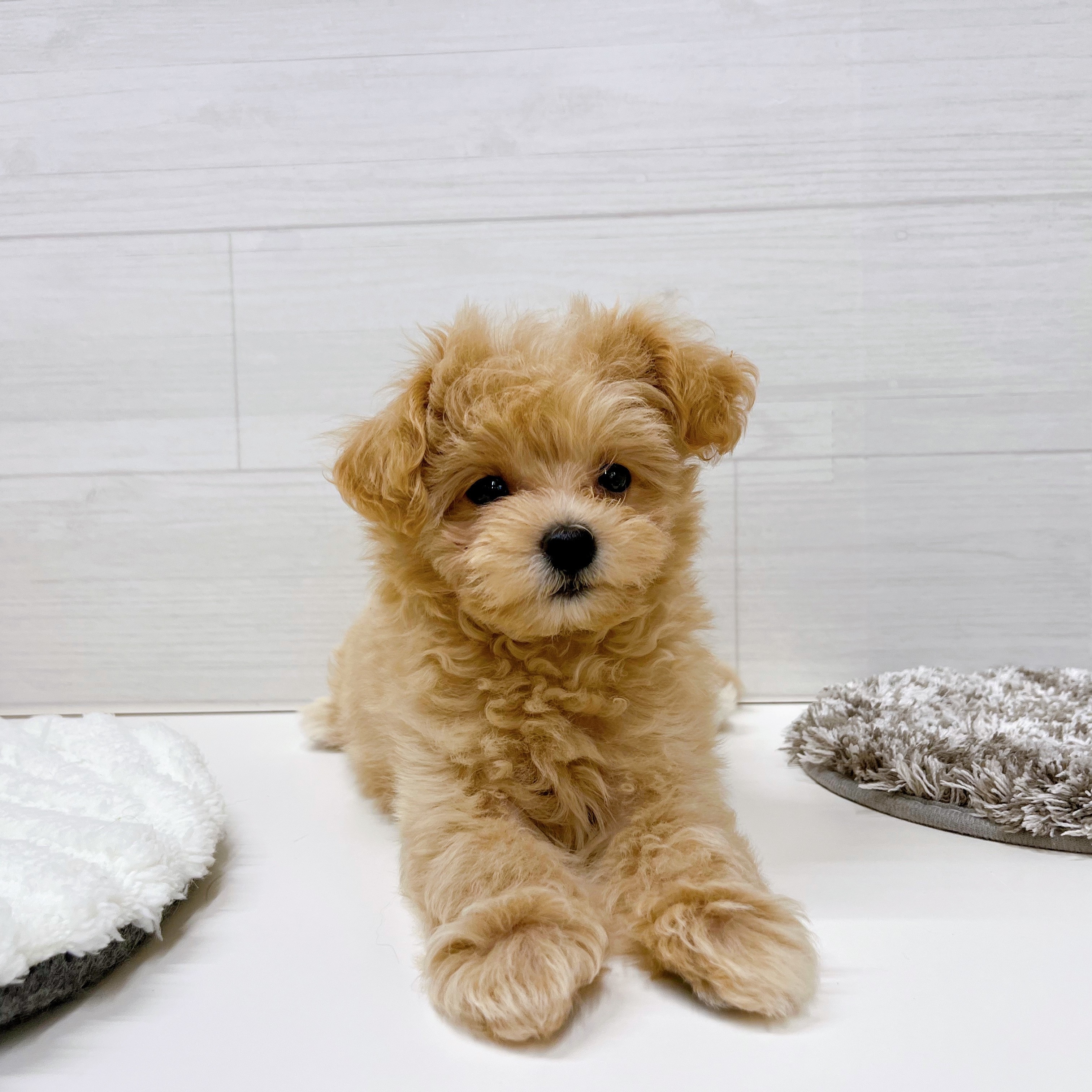 石川県のマルプー(マルチーズ×プードル) (犬の家＆猫の里アミーゴ金沢おこばた店/2025年7月29日生まれ/男の子/クリームホワイト)の子犬の3枚目の画像