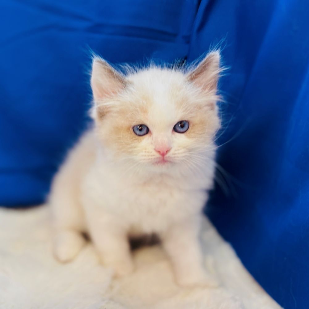 愛知県のラグドール (犬の家＆猫の里愛知刈谷店/2025年7月29日生まれ/男の子/シールポイントバイカラー)の子猫の3枚目の画像