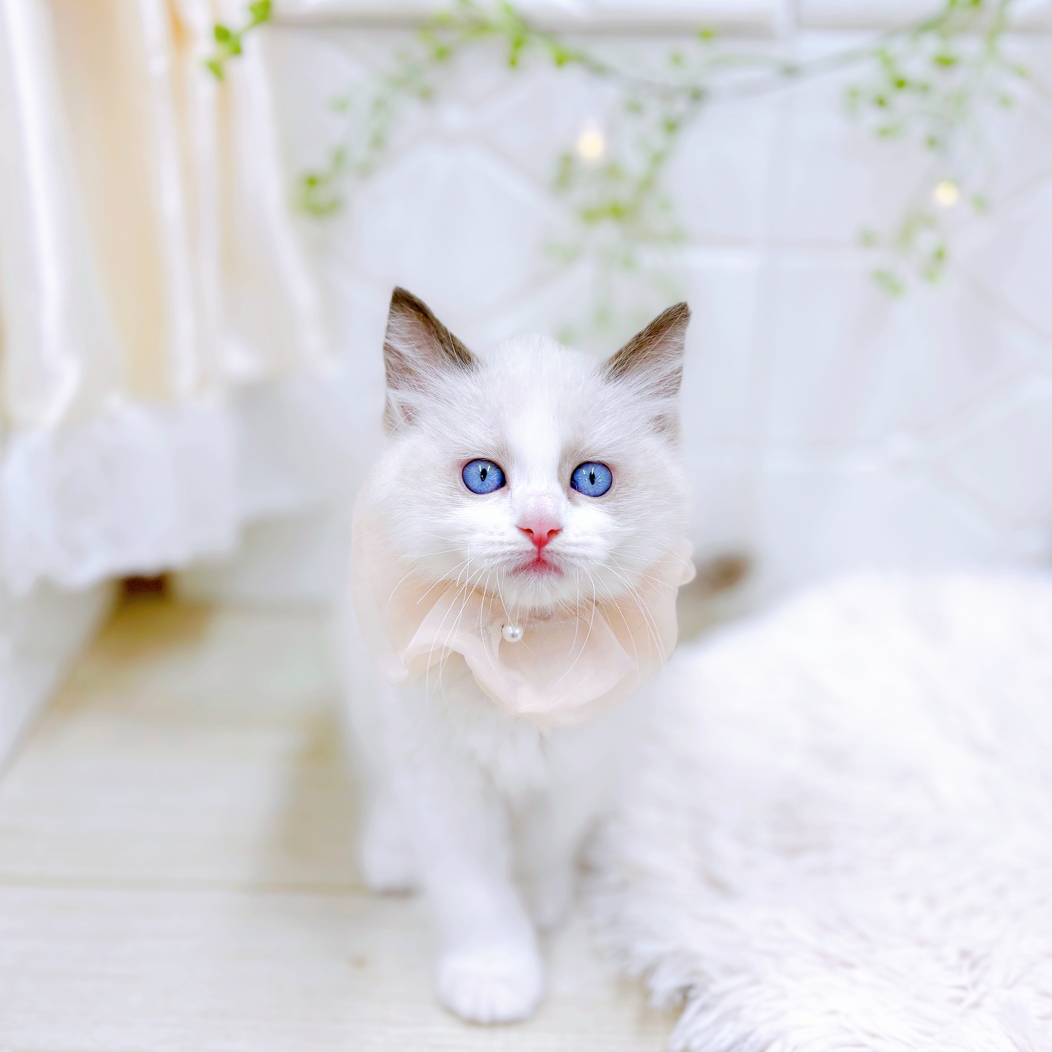 福井県のラグドール (犬の家＆猫の里アミーゴ福井店/2025年7月29日生まれ/女の子/シールポイントバイカラー)の子猫の3枚目の画像