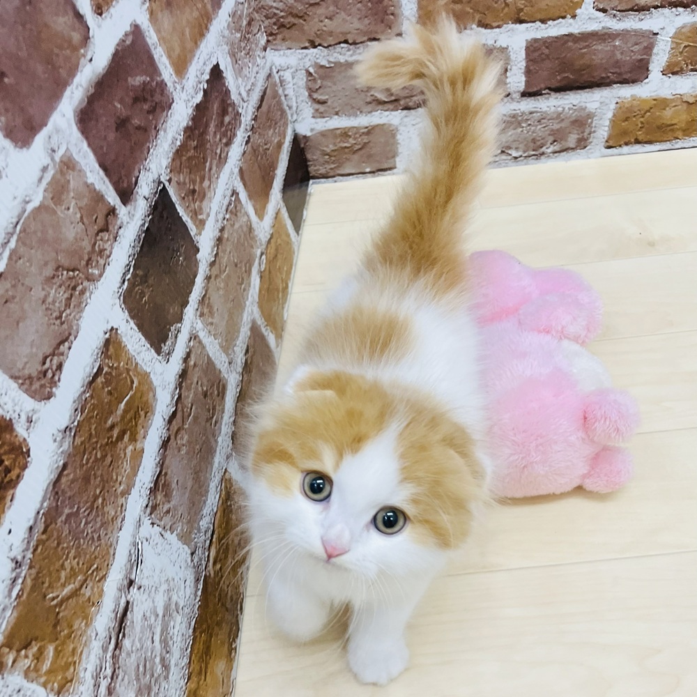 愛知県のスコティッシュフォールド (犬の家＆猫の里七宝店/2025年7月30日生まれ/男の子/レッドタビーホワイト)の子猫の3枚目の画像