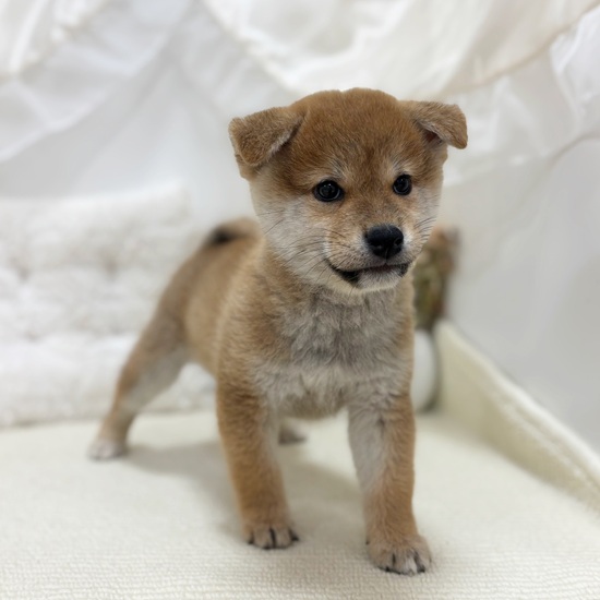 岐阜県の柴犬(標準サイズ) (犬の家＆猫の里カラフルタウン岐阜店/2025年7月27日生まれ/男の子/赤)の子犬の3枚目の画像
