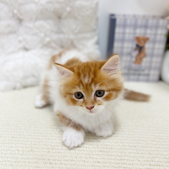 岐阜県のミヌエット (犬の家＆猫の里カラフルタウン岐阜店/2025年7月30日生まれ/男の子/レッドタビーホワイト)の子猫の3枚目の画像