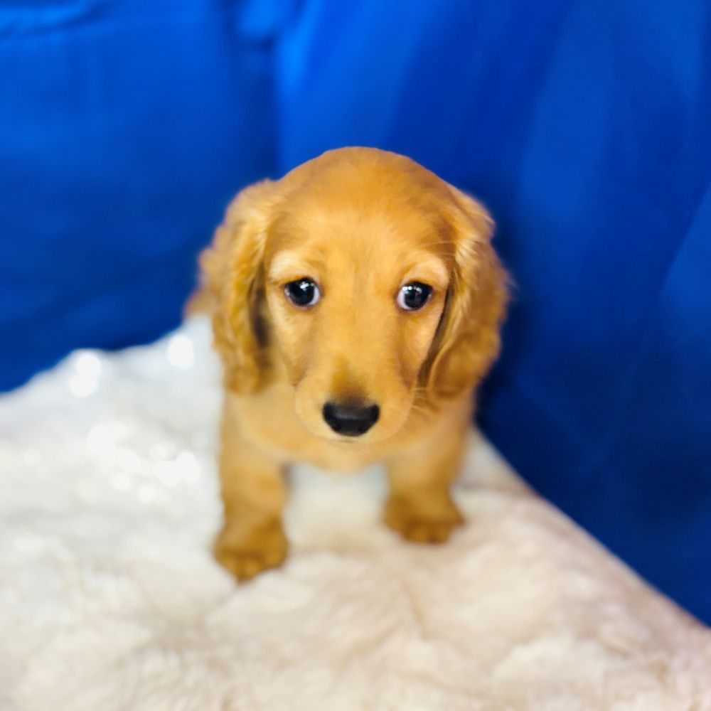 愛知県のミニチュアダックスフンド(ロング) (犬の家＆猫の里愛知刈谷店/2025年7月29日生まれ/男の子/ゴールド)の子犬の3枚目の画像