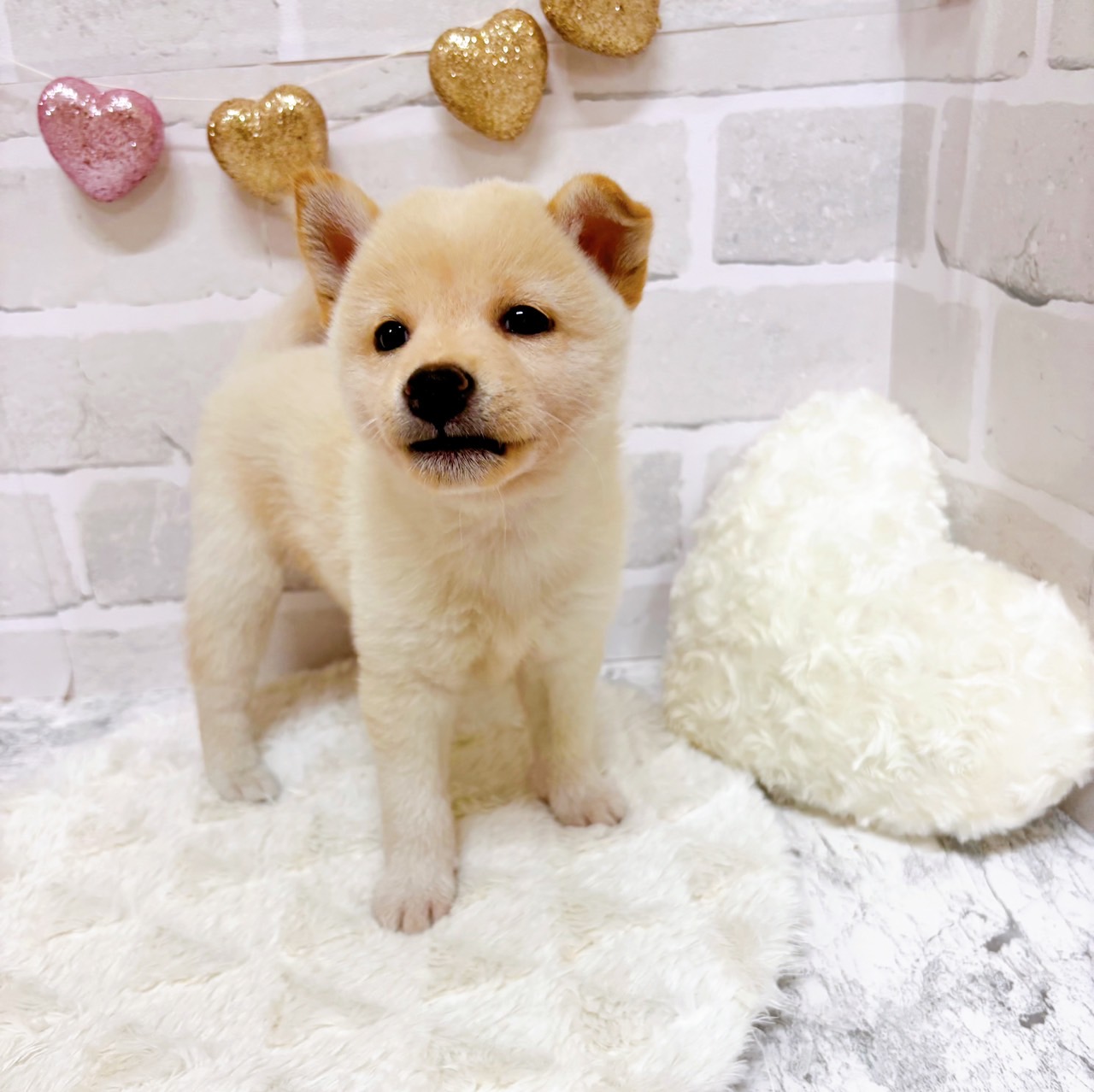 京都府の柴犬(標準サイズ) (犬の家＆猫の里京都精華店/2025年7月30日生まれ/女の子/白)の子犬の3枚目の画像