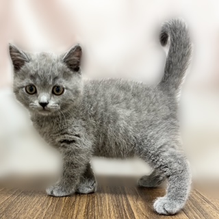 兵庫県のブリティッシュショートヘアー (犬の家＆猫の里カナート西神戸店/2025年7月31日生まれ/男の子/ブルー)の子猫の3枚目の画像