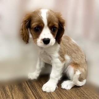 兵庫県のキャバリアキングチャールズスパニエル (犬の家＆猫の里カナート西神戸店/2025年7月31日生まれ/女の子/ブレンハイム)の子犬の3枚目の画像