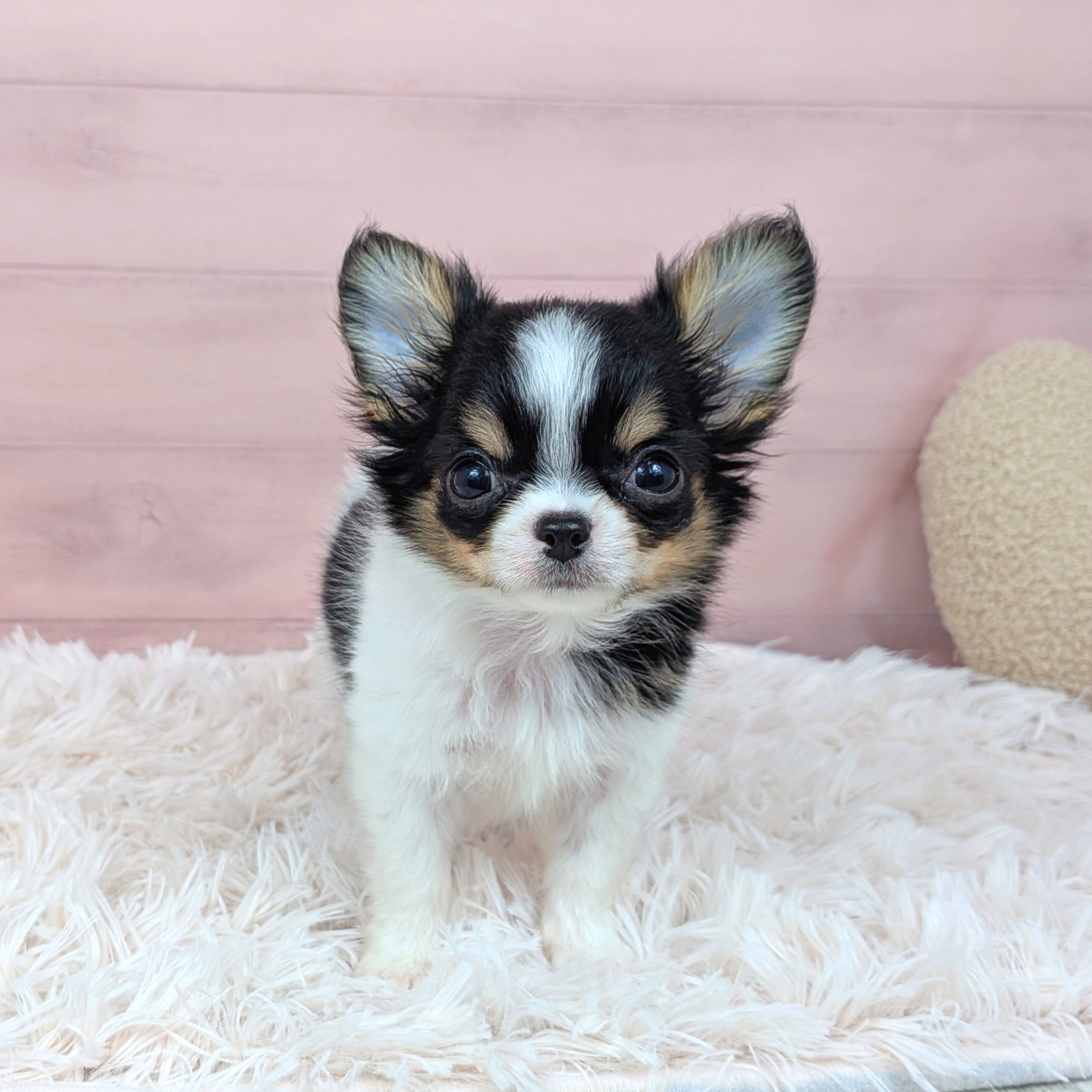 兵庫県のチワワ(ロング) (犬の家＆猫の里川西店/2025年7月31日生まれ/女の子/ブラックタンホワイト)の子犬の3枚目の画像