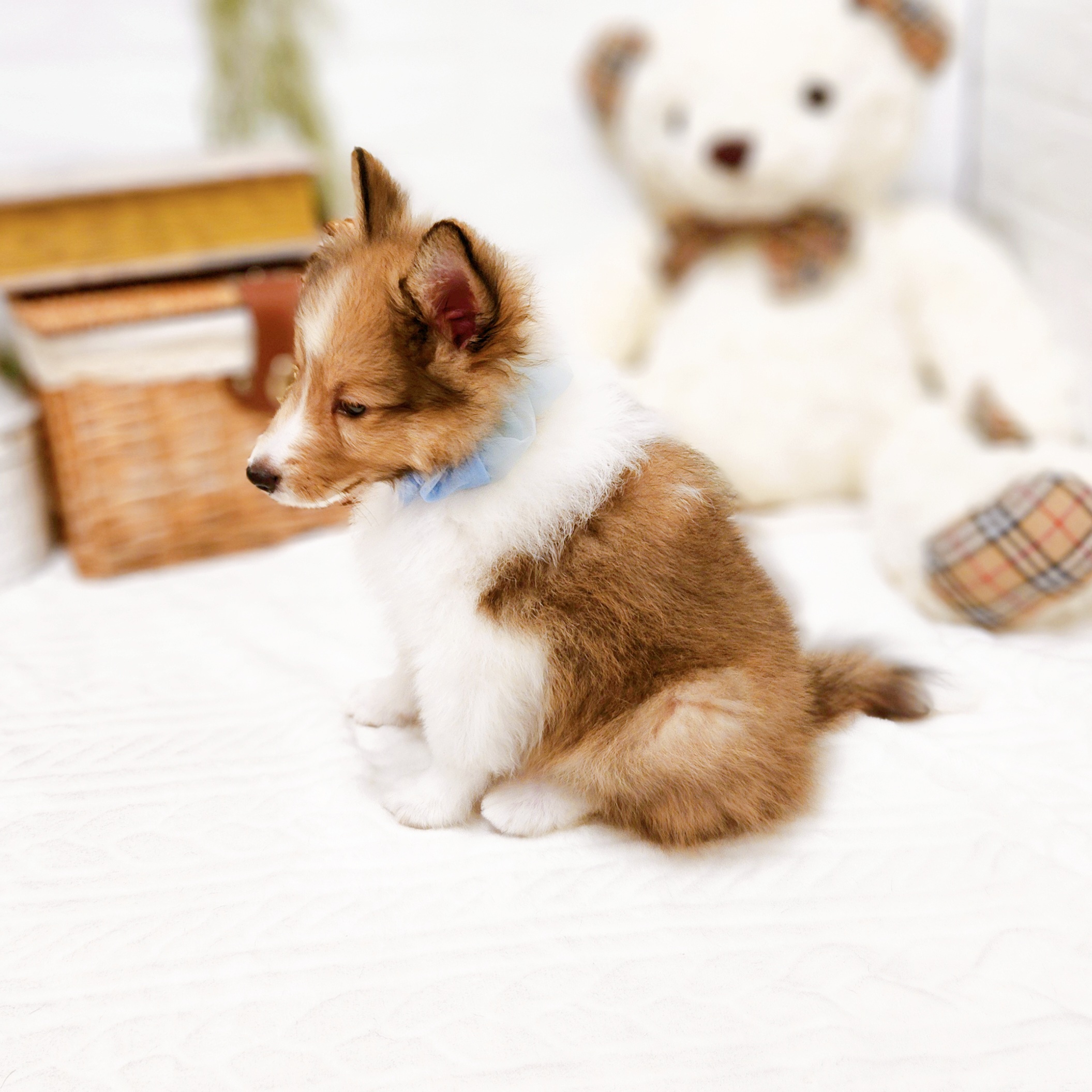 滋賀県のシェットランドシープドッグ (犬の家＆猫の里近江八幡店/2025年7月31日生まれ/男の子/セーブルホワイト)の子犬の3枚目の画像