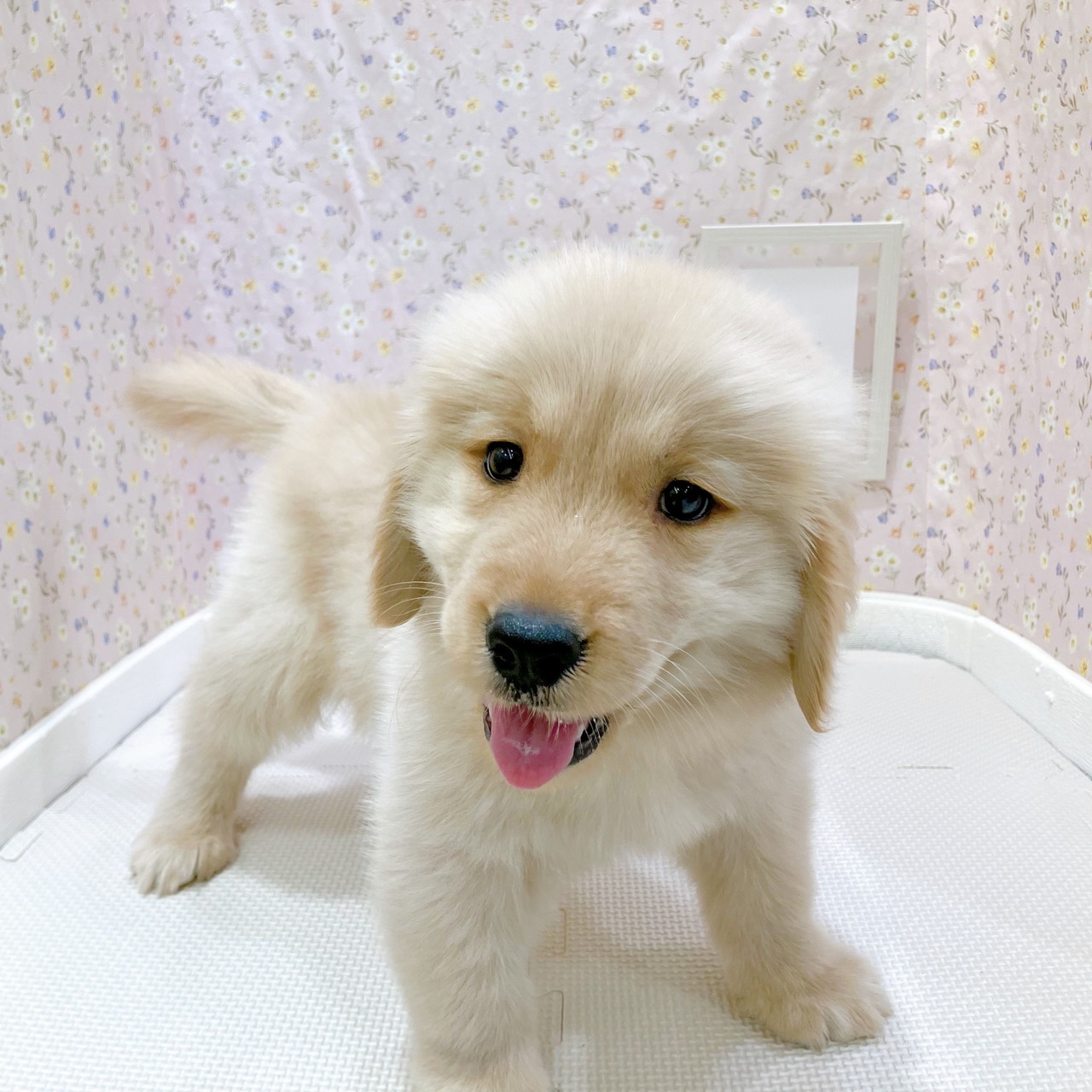 石川県のゴールデンレトリバー (犬の家＆猫の里金沢店/2025年8月1日生まれ/男の子/ゴールデン)の子犬の3枚目の画像