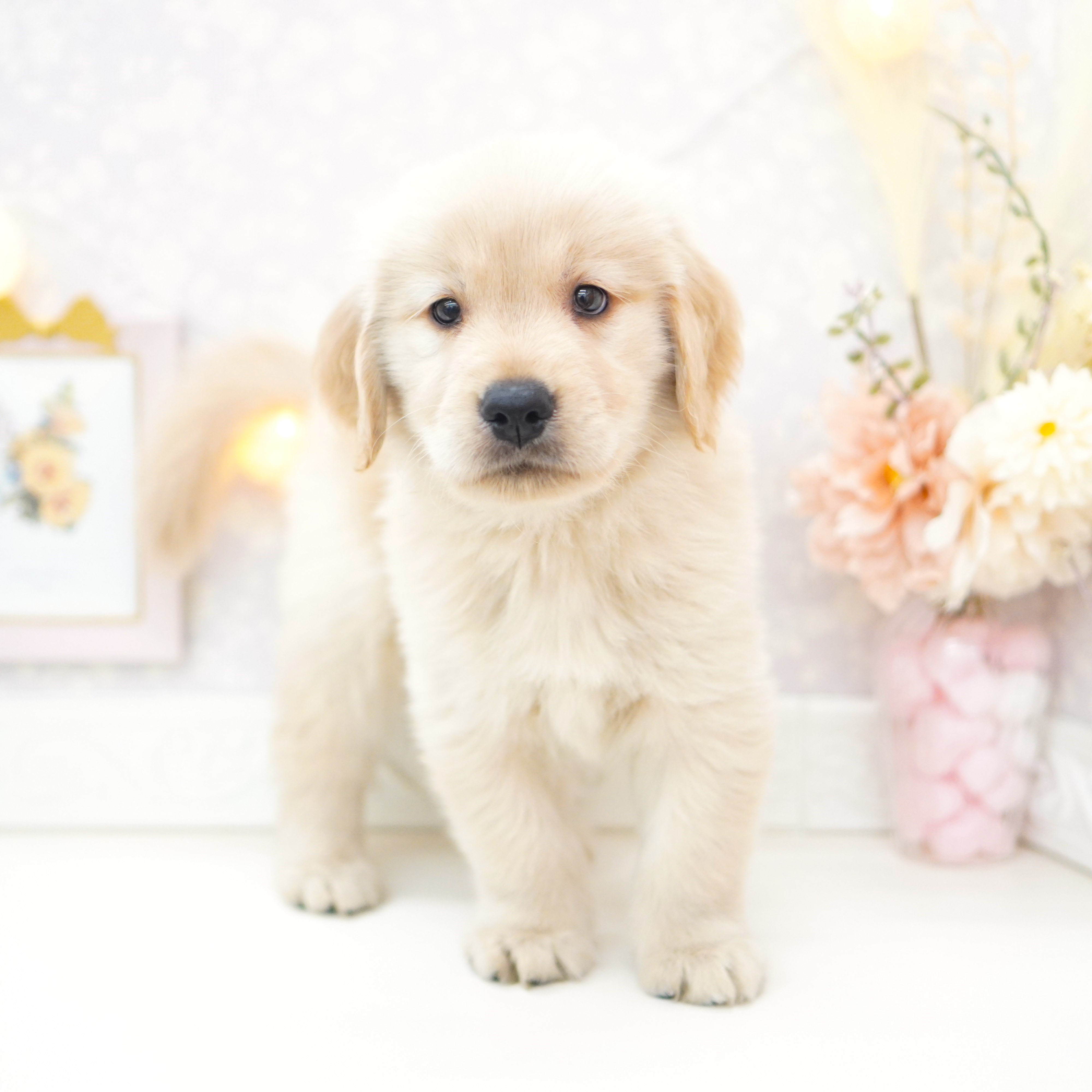 富山県のゴールデンレトリバー (犬の家＆猫の里富山店/2025年8月1日生まれ/男の子/ゴールデン)の子犬の3枚目の画像