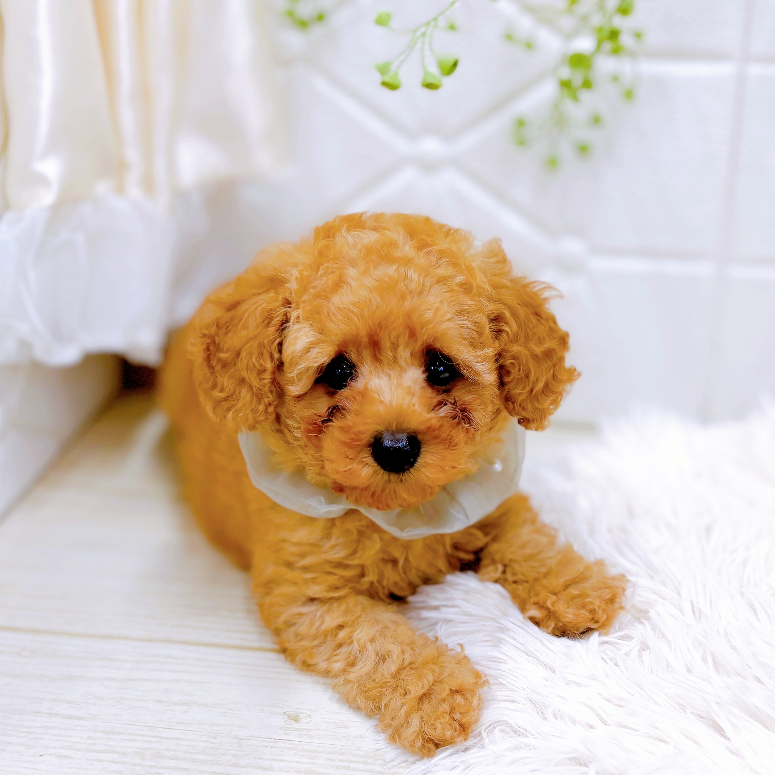 福井県のトイプードル(トイ) (犬の家＆猫の里アミーゴ福井店/2025年8月1日生まれ/男の子/レッド)の子犬の3枚目の画像